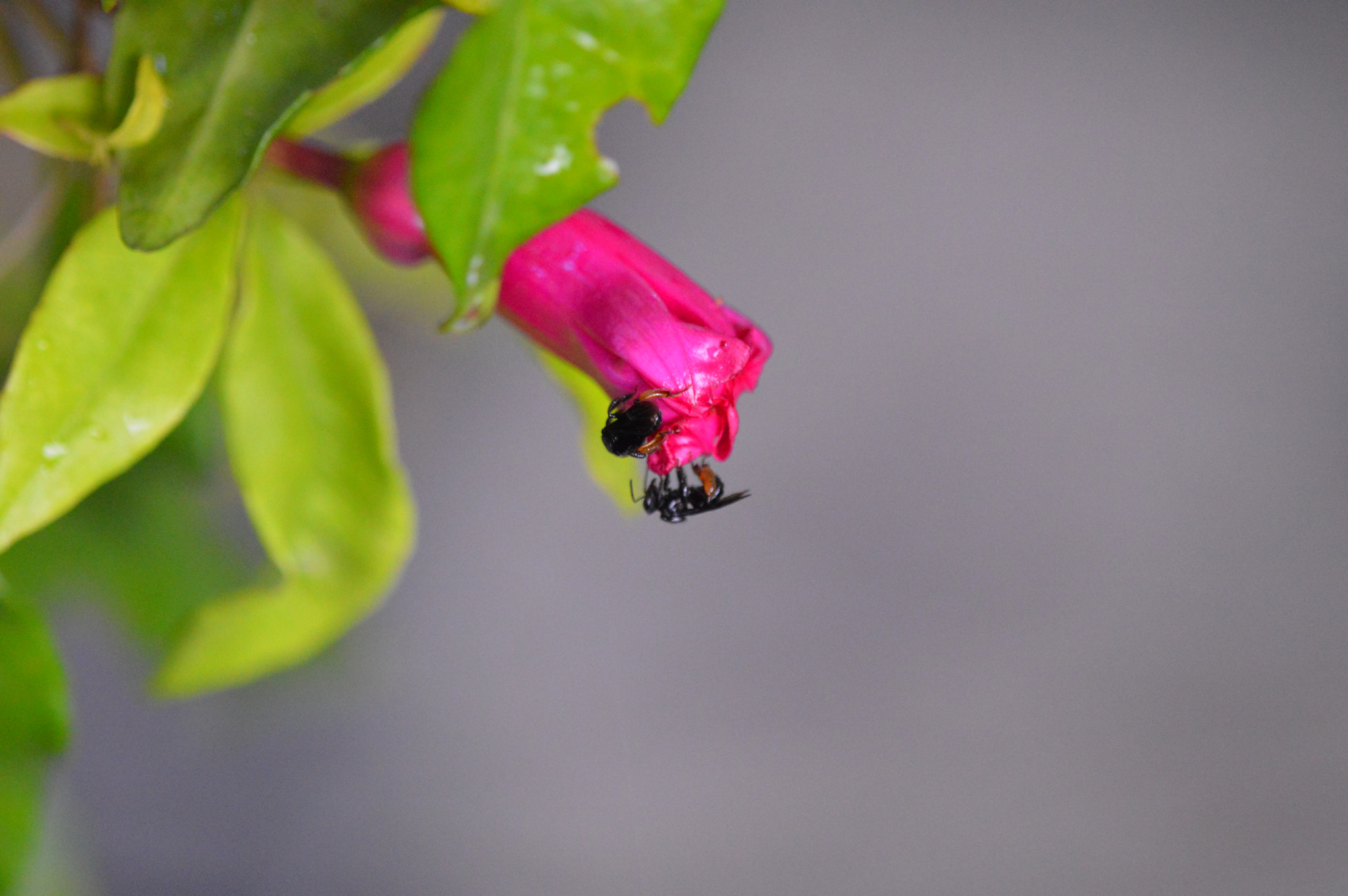 Tamron SP AF 180mm F3.5 Di LD (IF) Macro sample photo. Flowers & bees photography