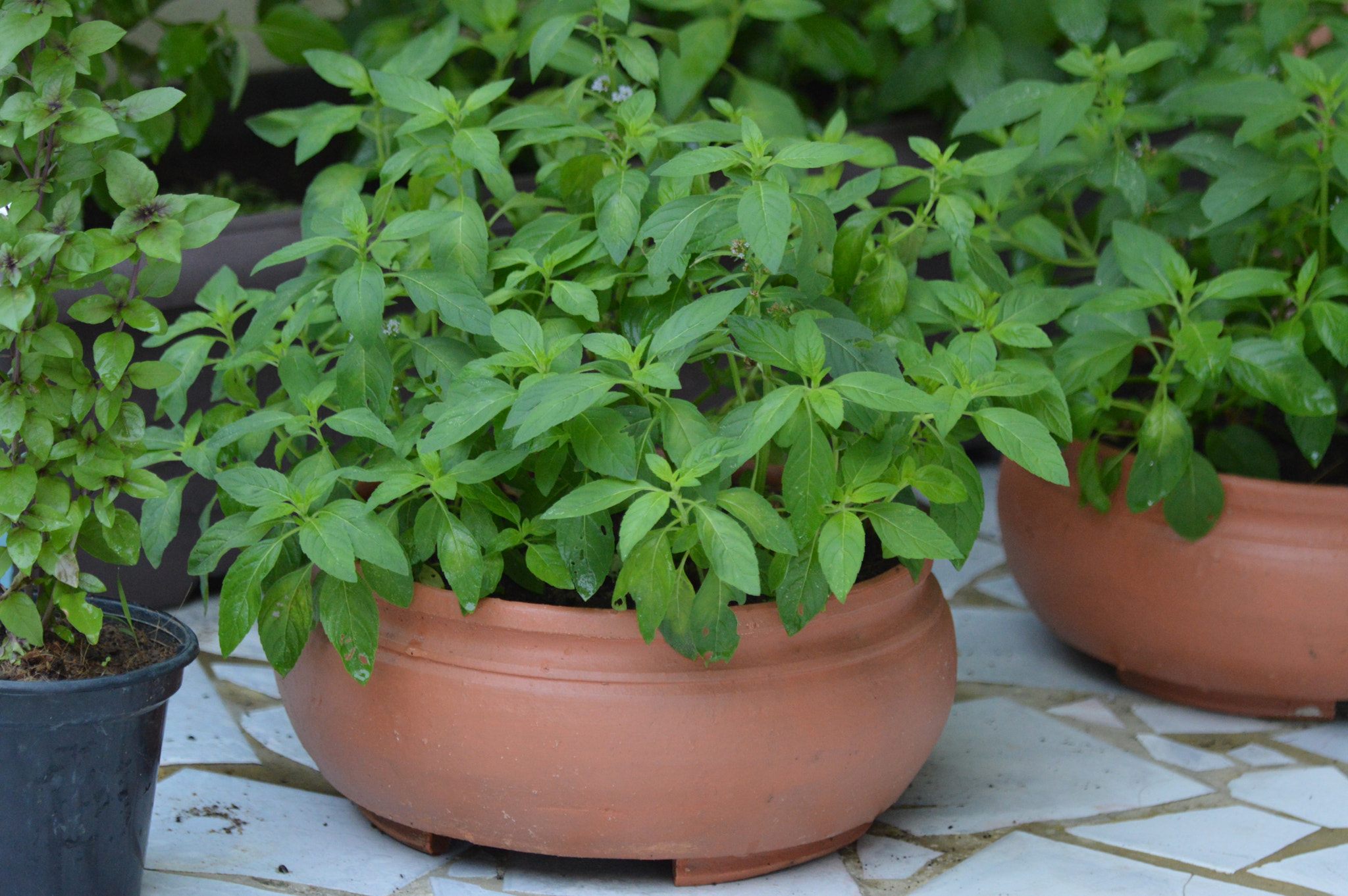 Tamron SP AF 180mm F3.5 Di LD (IF) Macro sample photo. Peppermint photography