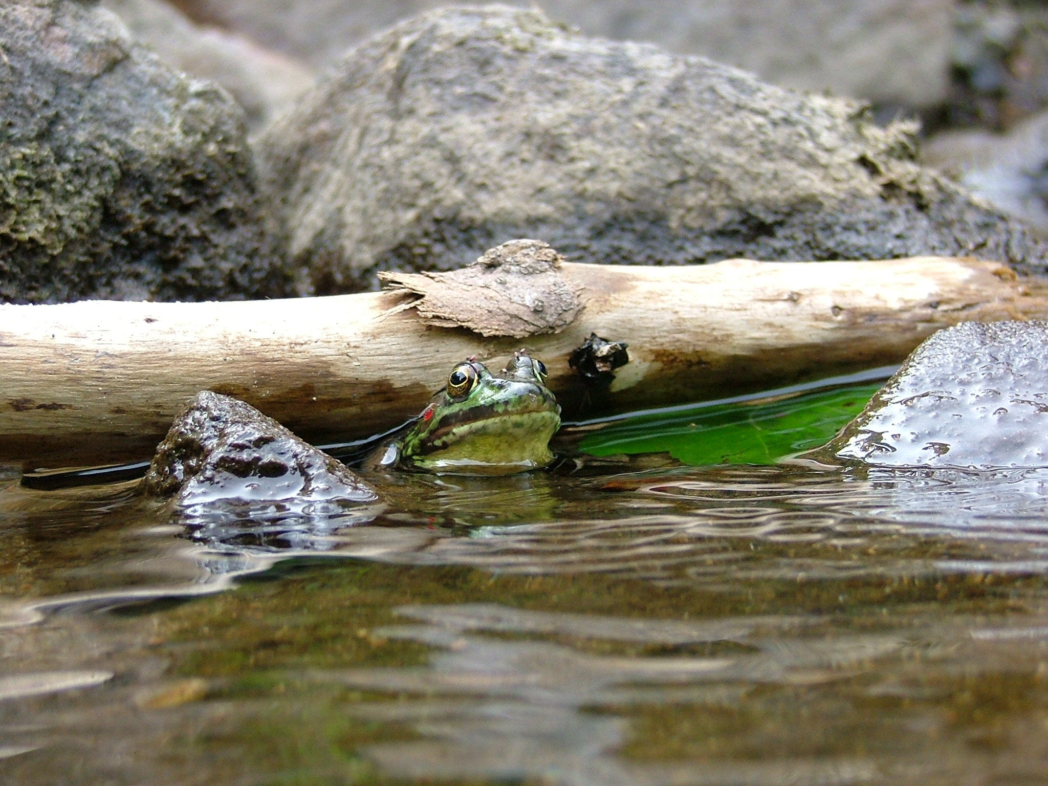 Fujifilm FinePix S5000 sample photo. Grenouille et maringuins photography