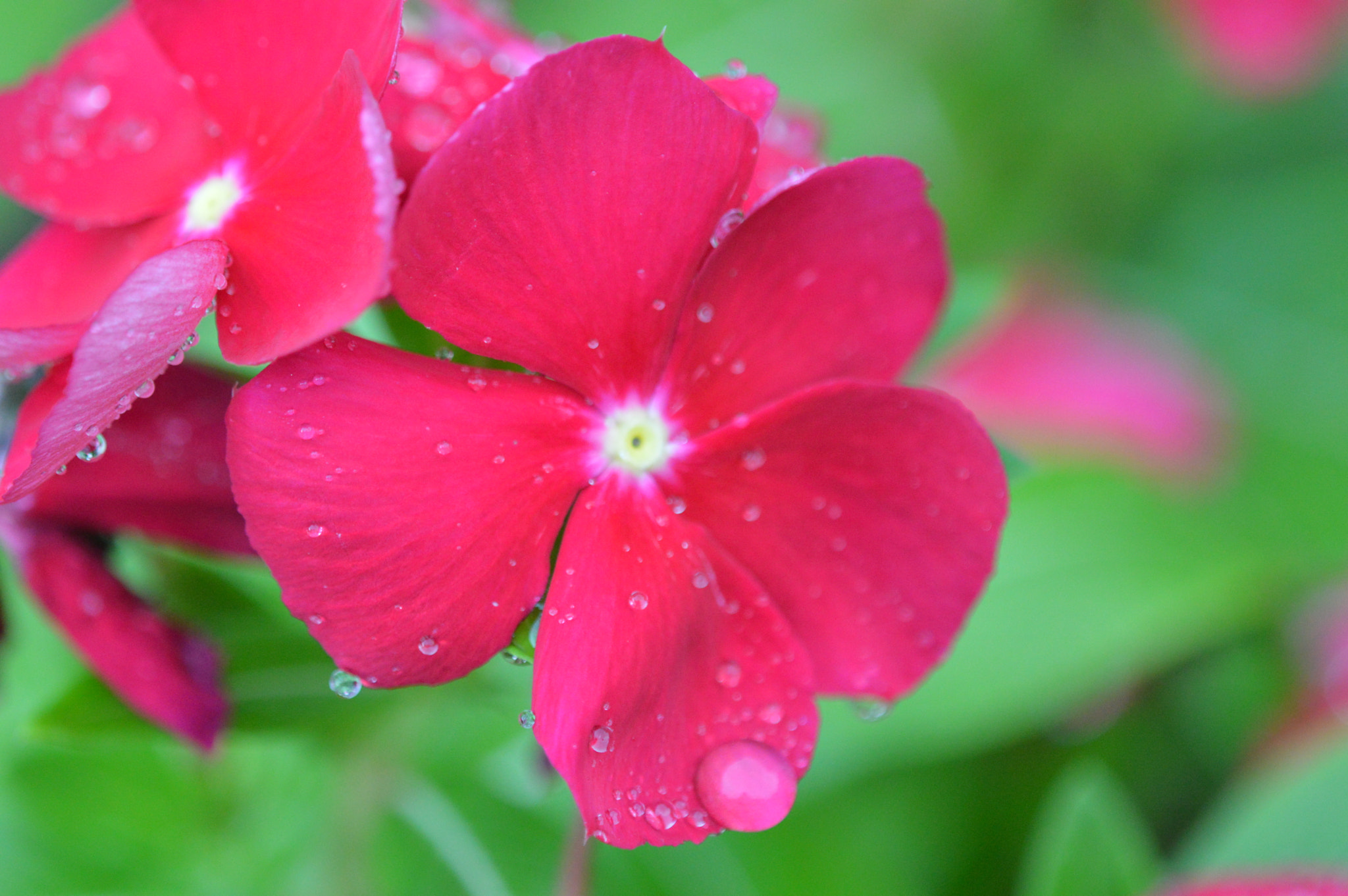 Nikon D3200 + Tamron SP AF 180mm F3.5 Di LD (IF) Macro sample photo. Flowers photography