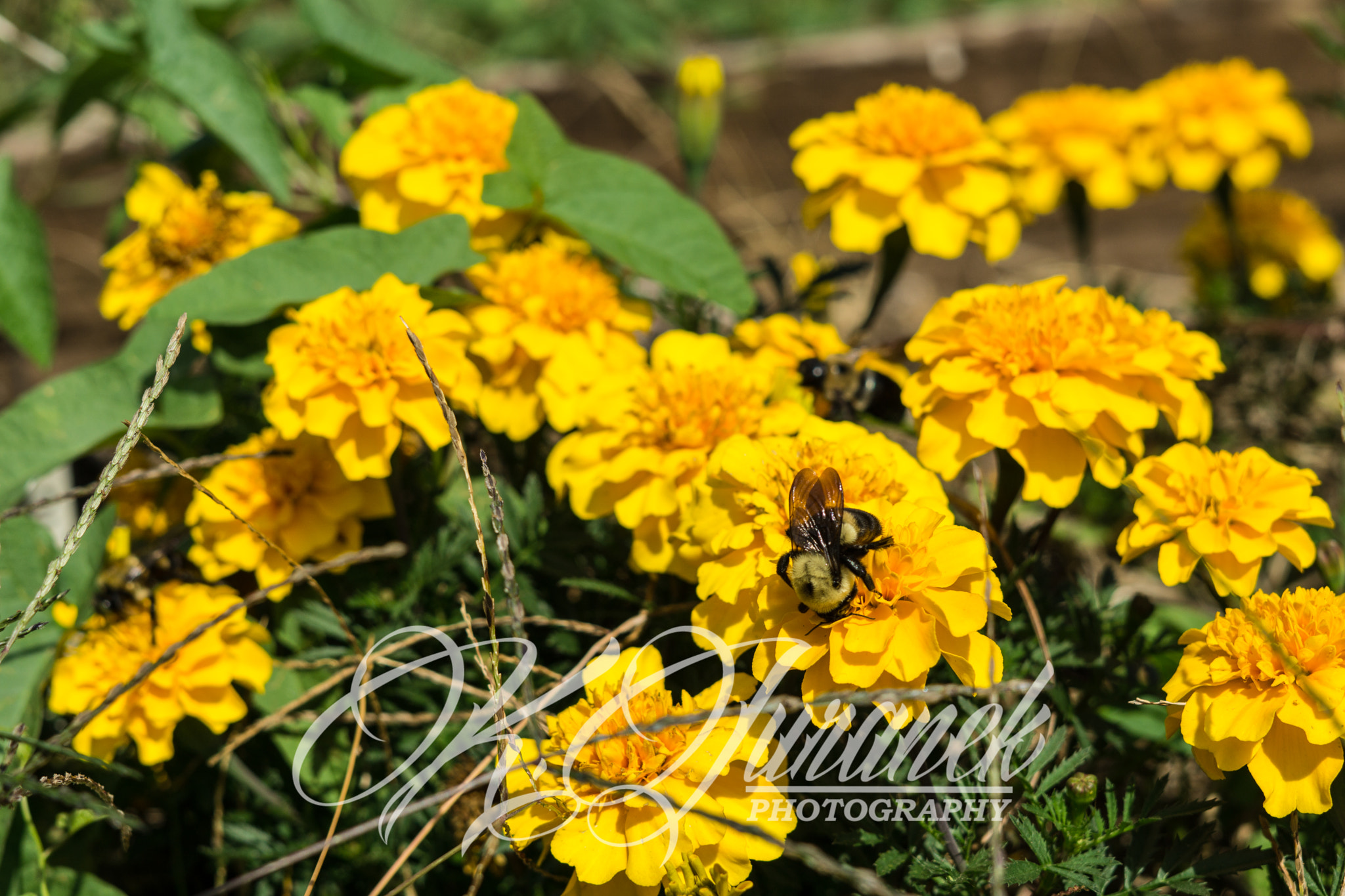 Sony FE 50mm F1.8 sample photo. Untitled photography