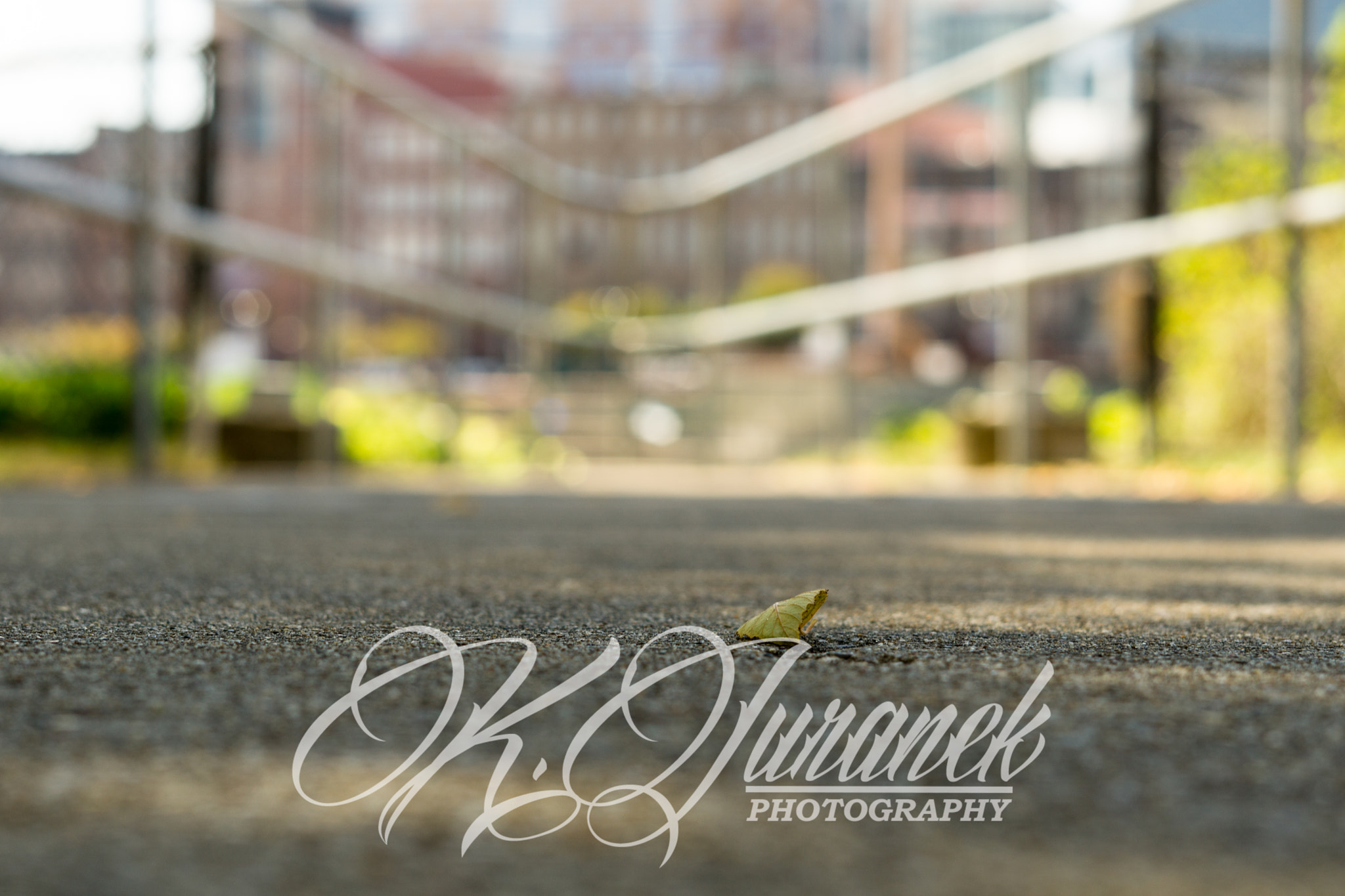 Sony FE 50mm F1.8 sample photo. Untitled photography