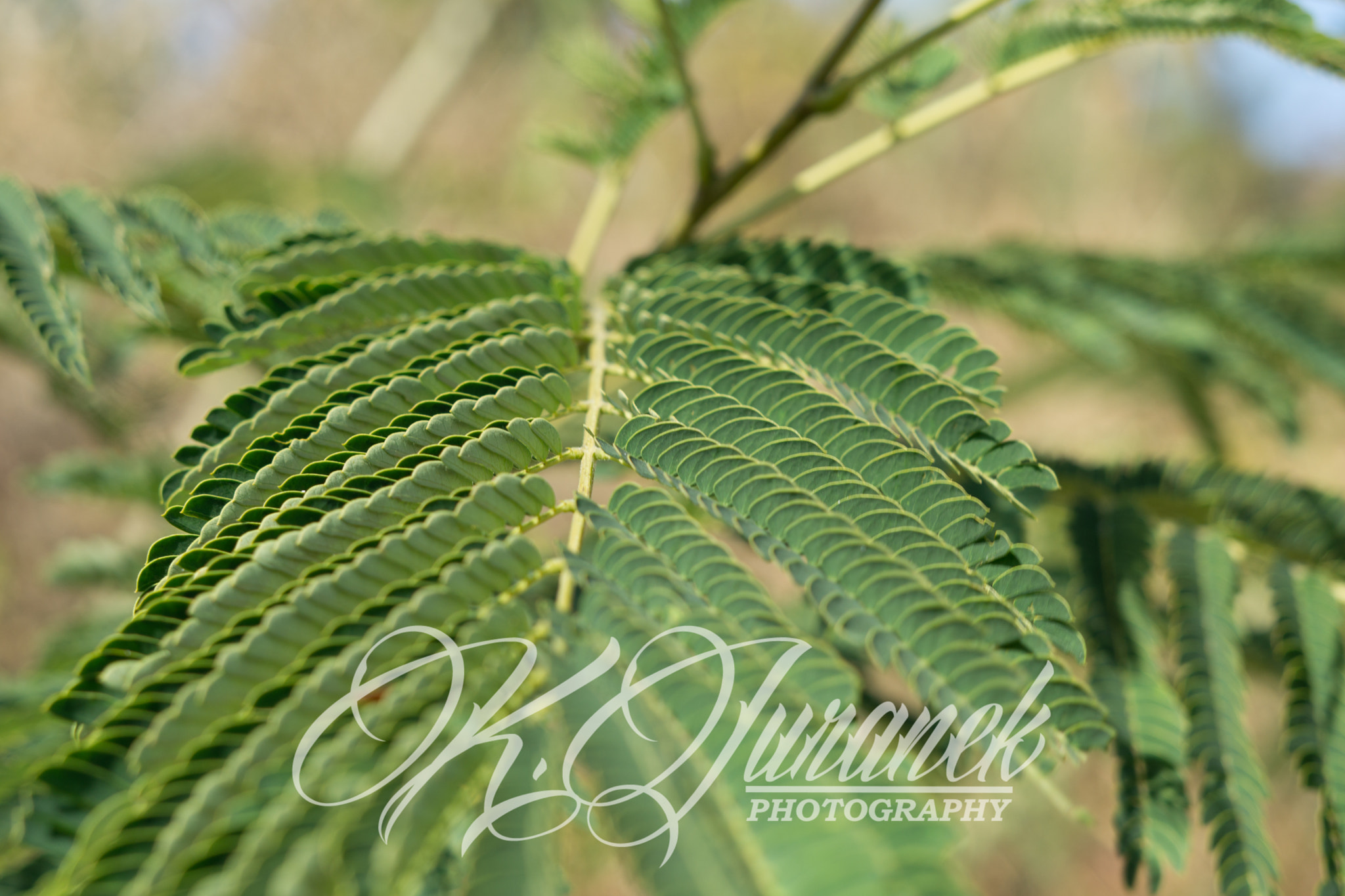Sony FE 50mm F1.8 sample photo