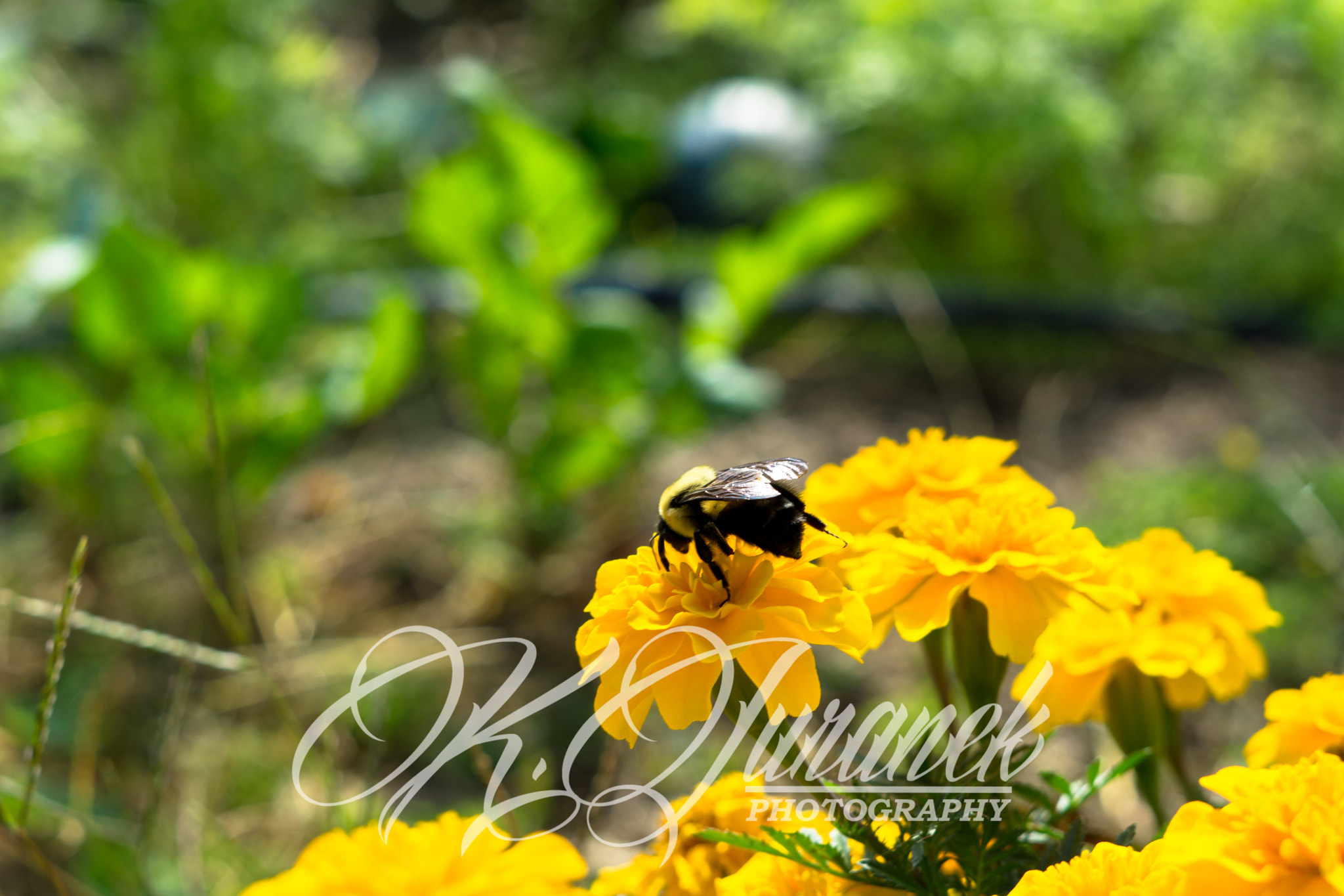 Sony FE 50mm F1.8 sample photo. Untitled photography
