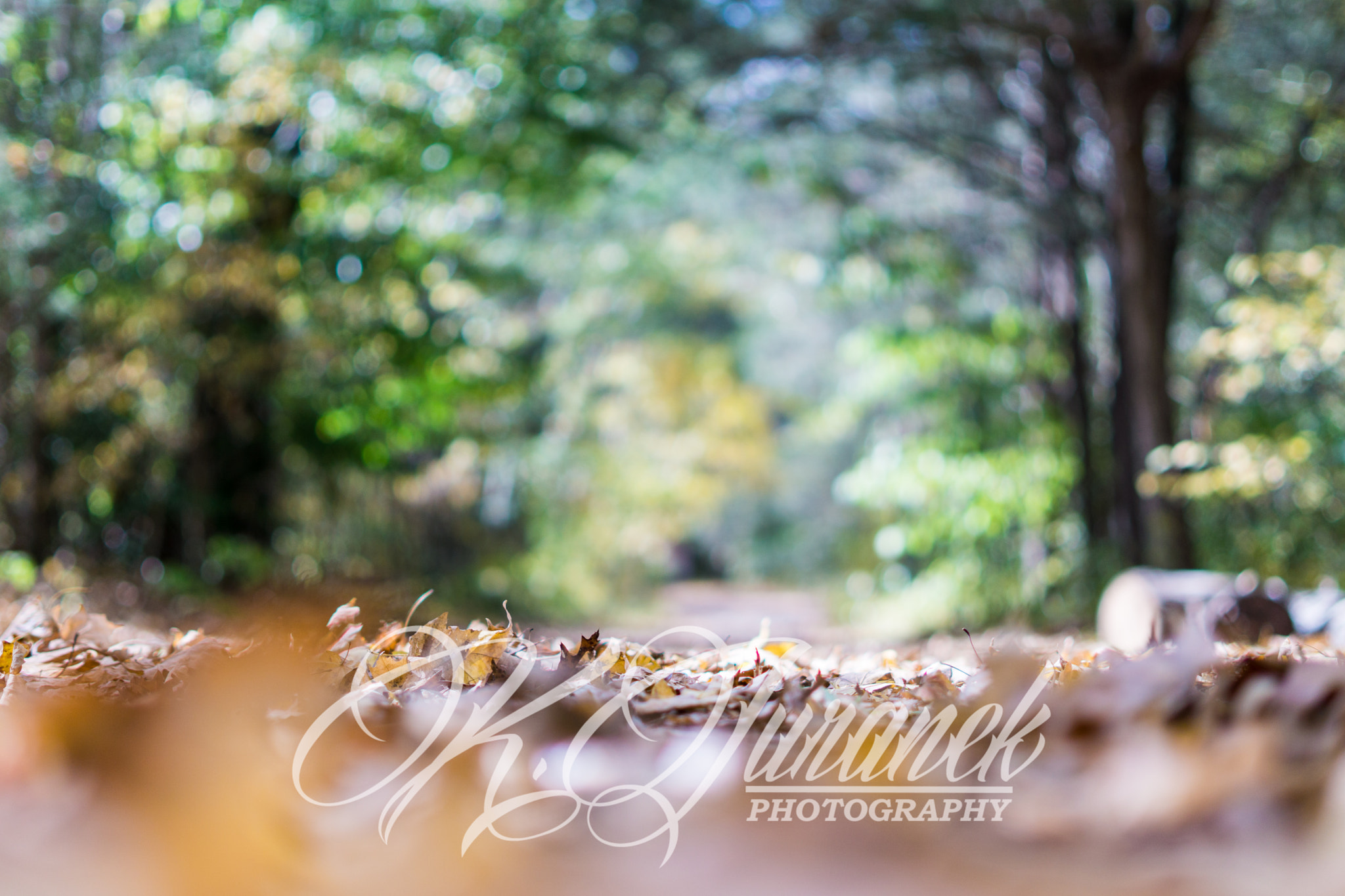 Sony FE 50mm F1.8 sample photo. Untitled photography