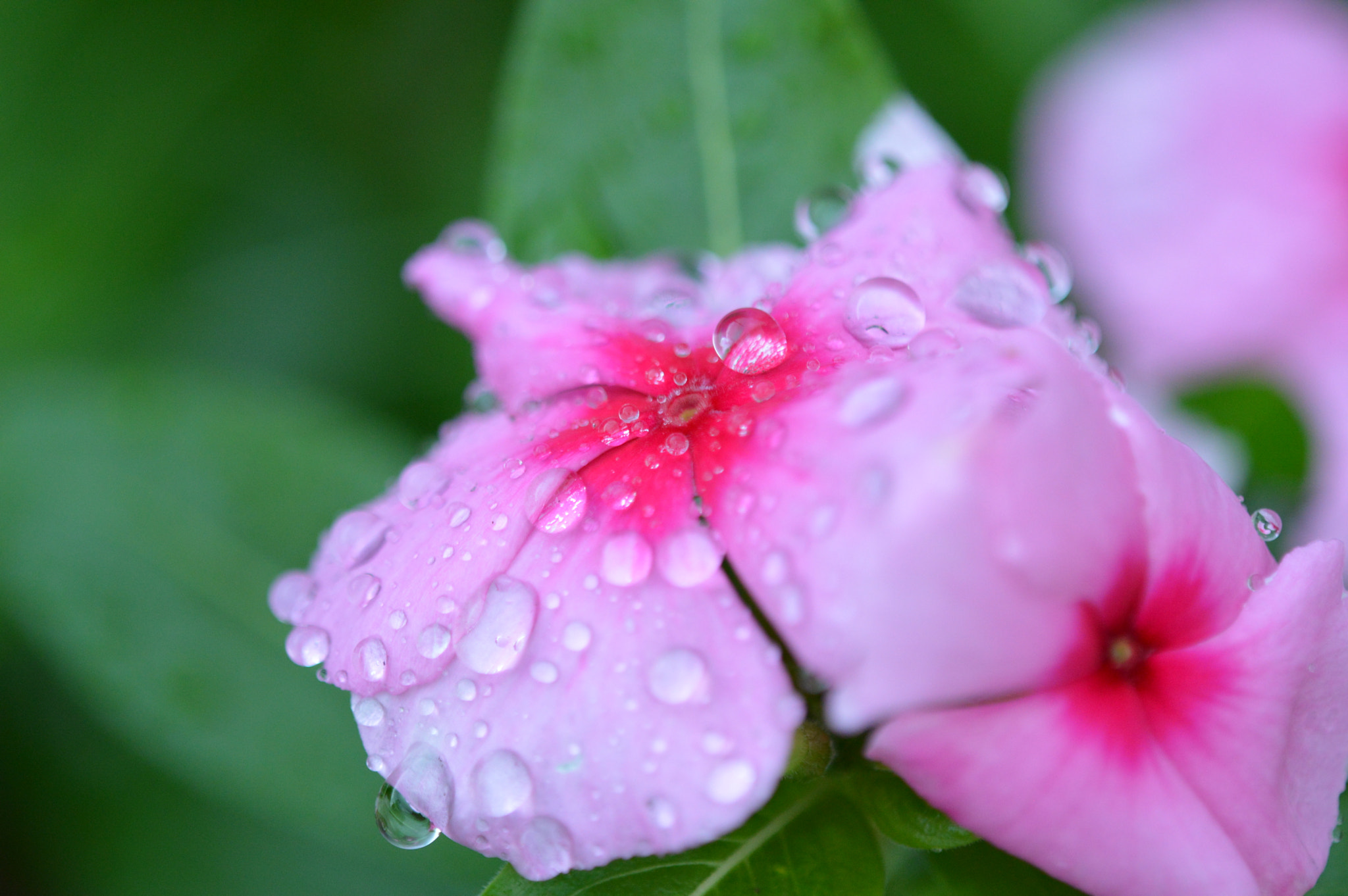 Tamron SP AF 180mm F3.5 Di LD (IF) Macro sample photo. Flowers photography