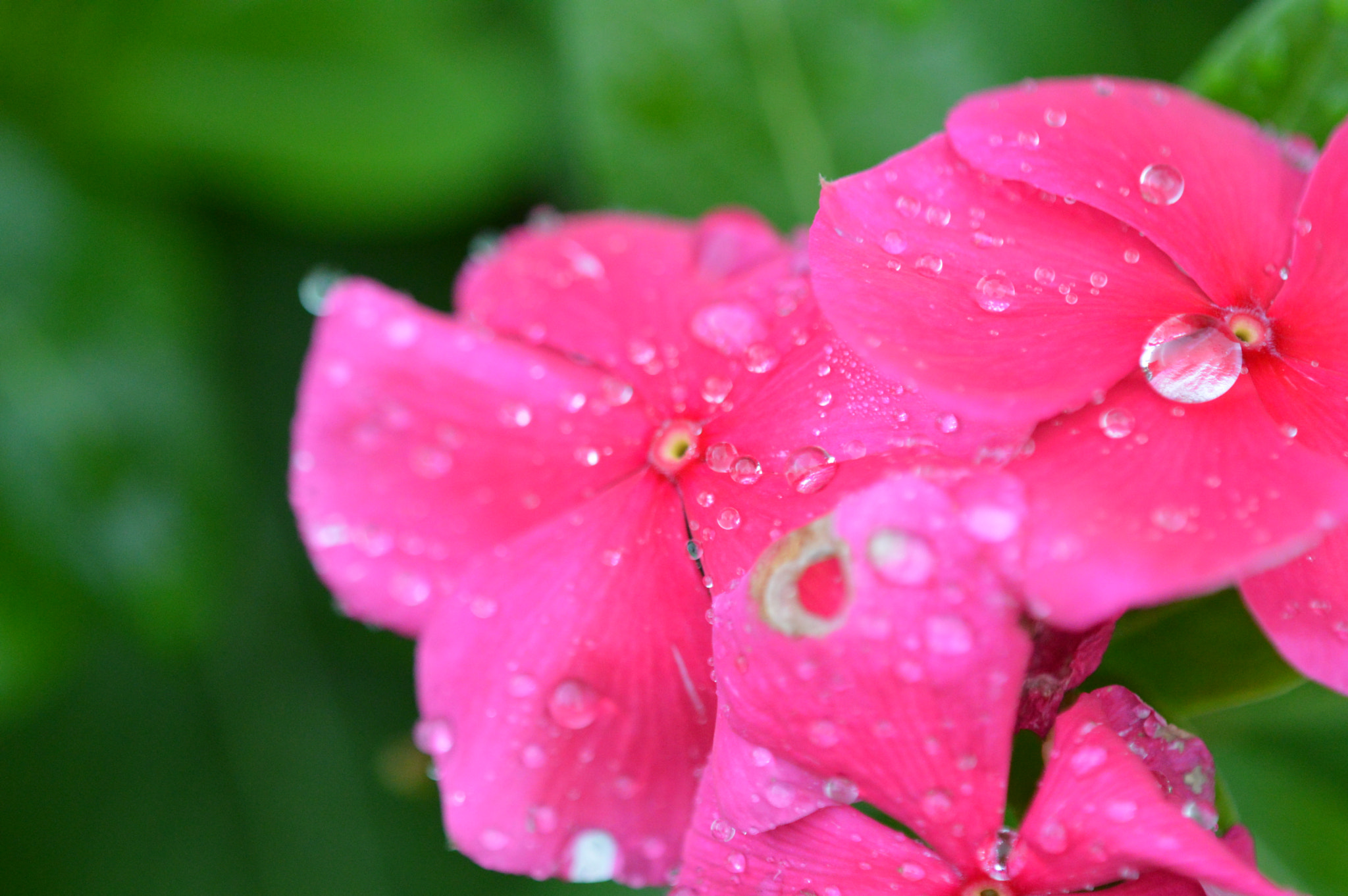 Tamron SP AF 180mm F3.5 Di LD (IF) Macro sample photo. Flowers photography