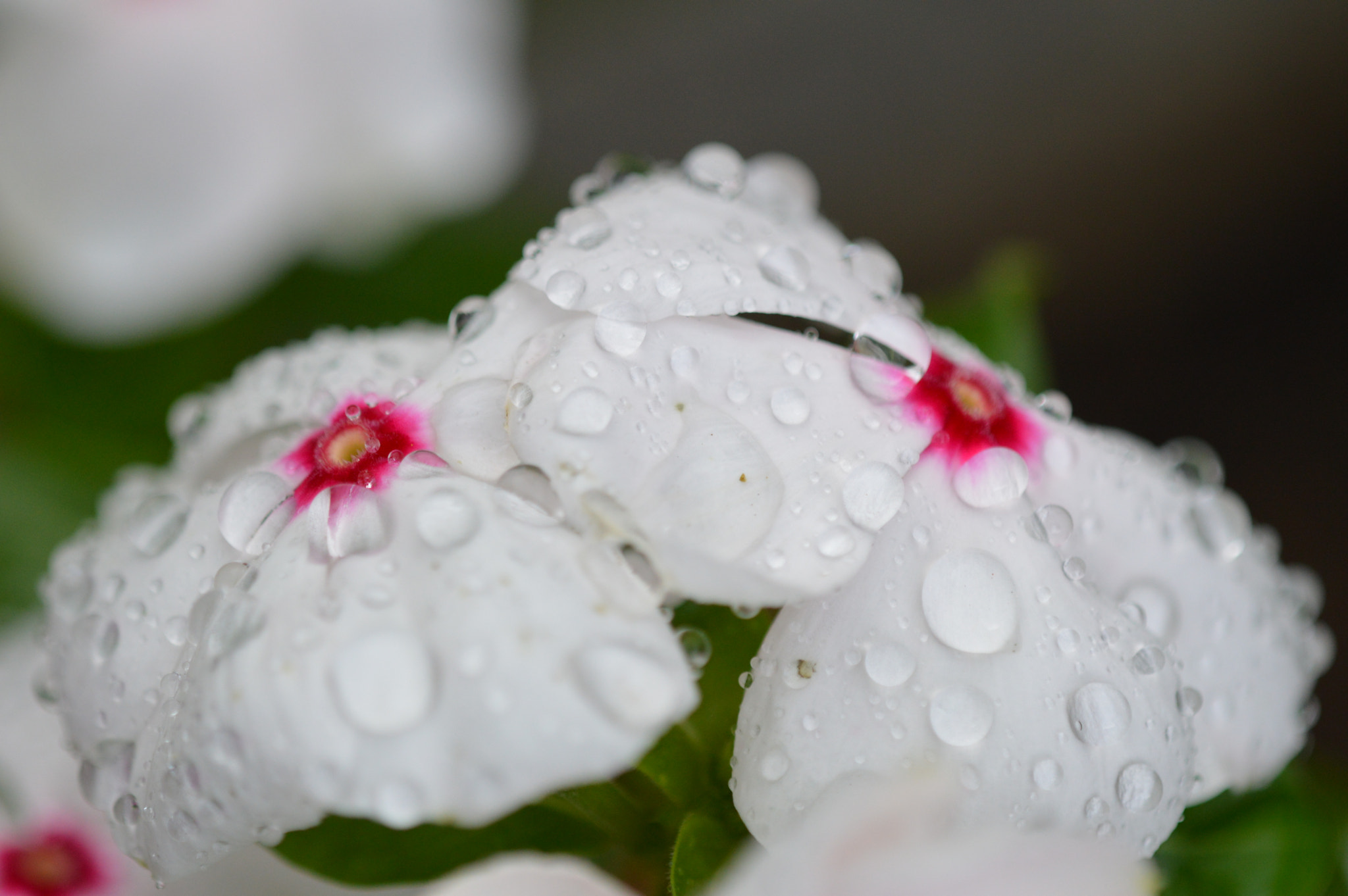 Tamron SP AF 180mm F3.5 Di LD (IF) Macro sample photo. Flowers photography