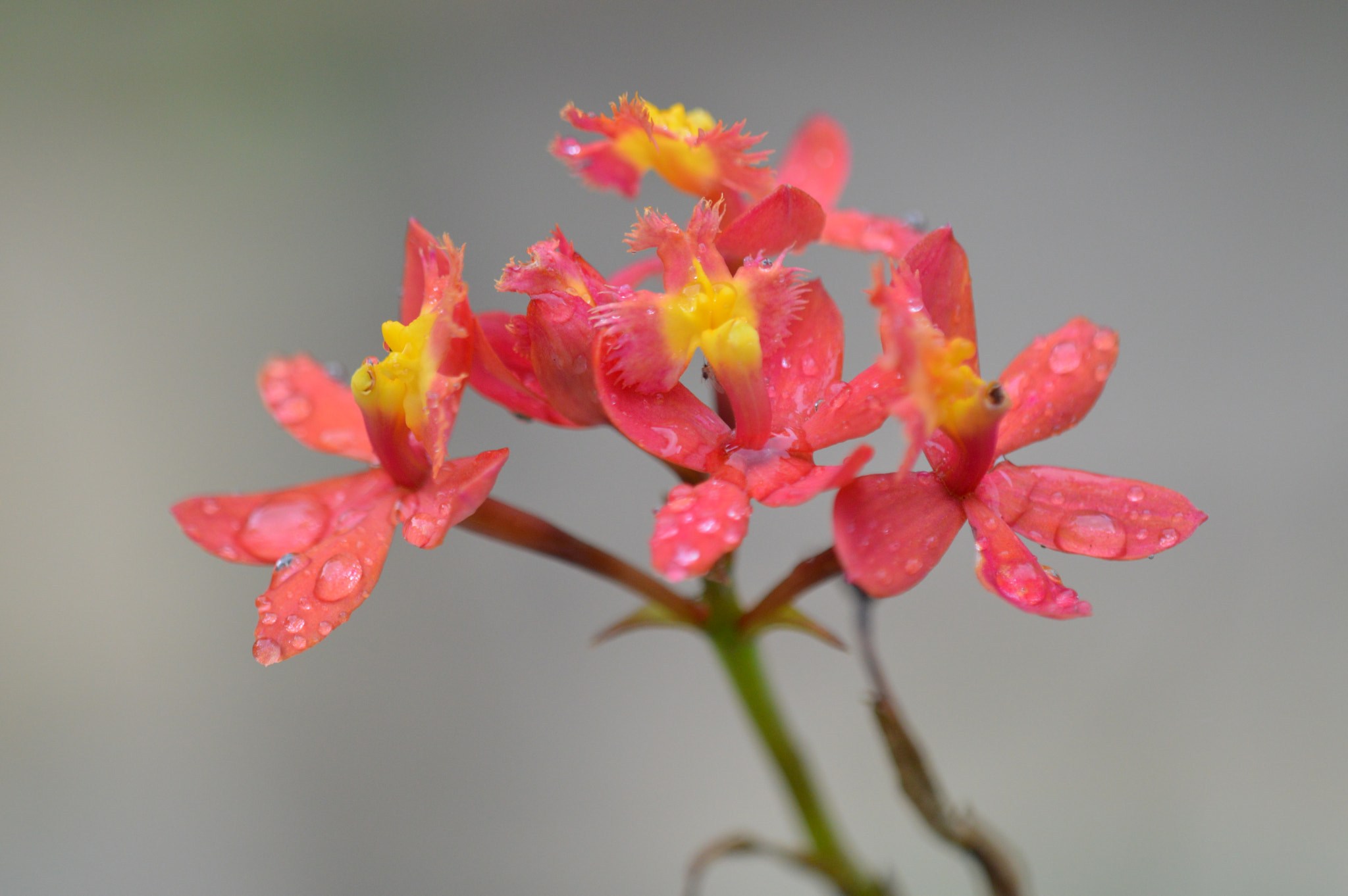 Tamron SP AF 180mm F3.5 Di LD (IF) Macro sample photo. Flowers photography