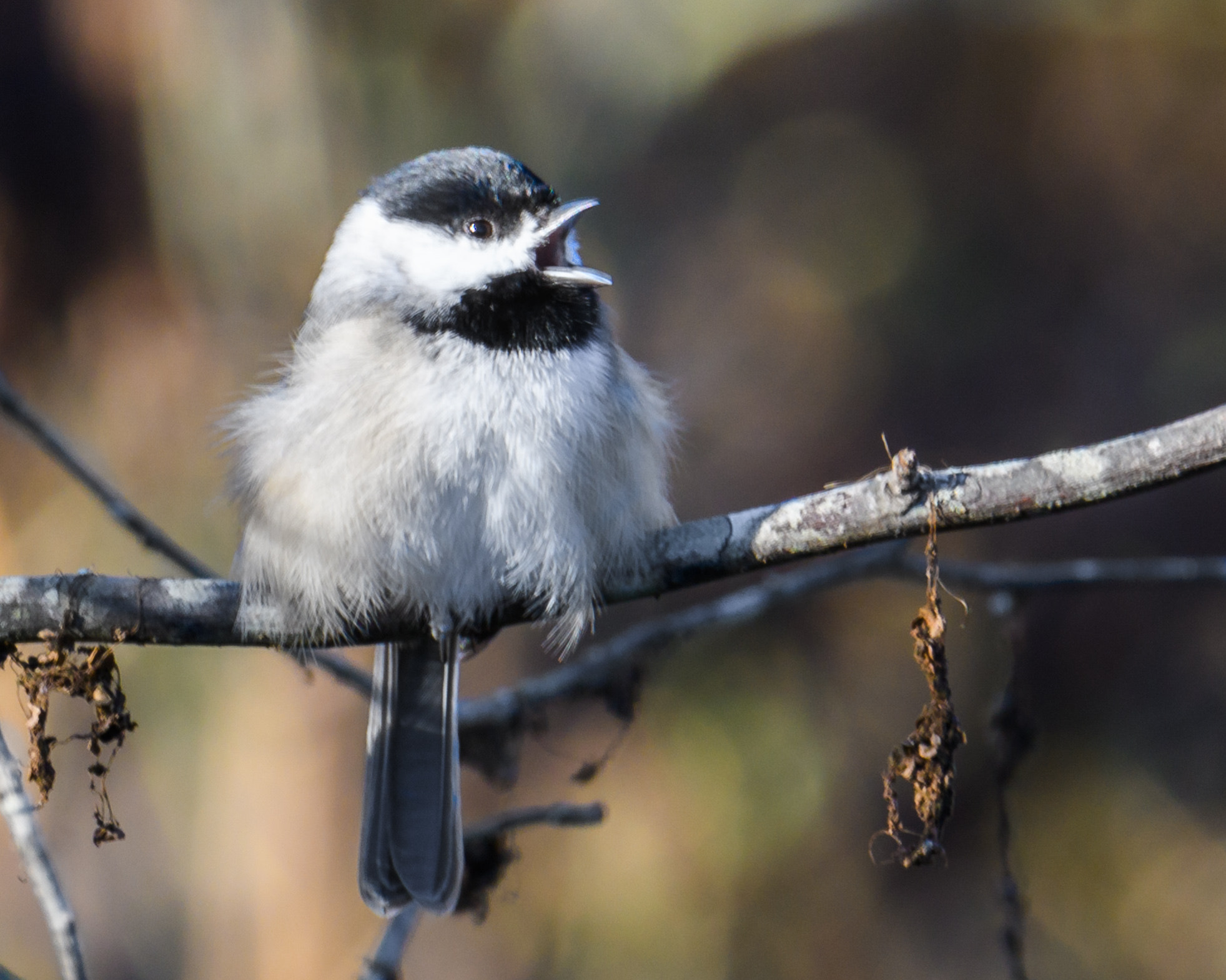 Nikon D500 + Sigma 50mm F2.8 EX DG Macro sample photo. Carolina chickadee photography