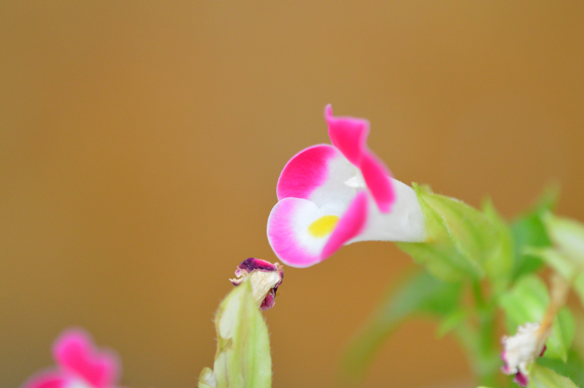 Tamron SP AF 180mm F3.5 Di LD (IF) Macro sample photo. Flowers photography