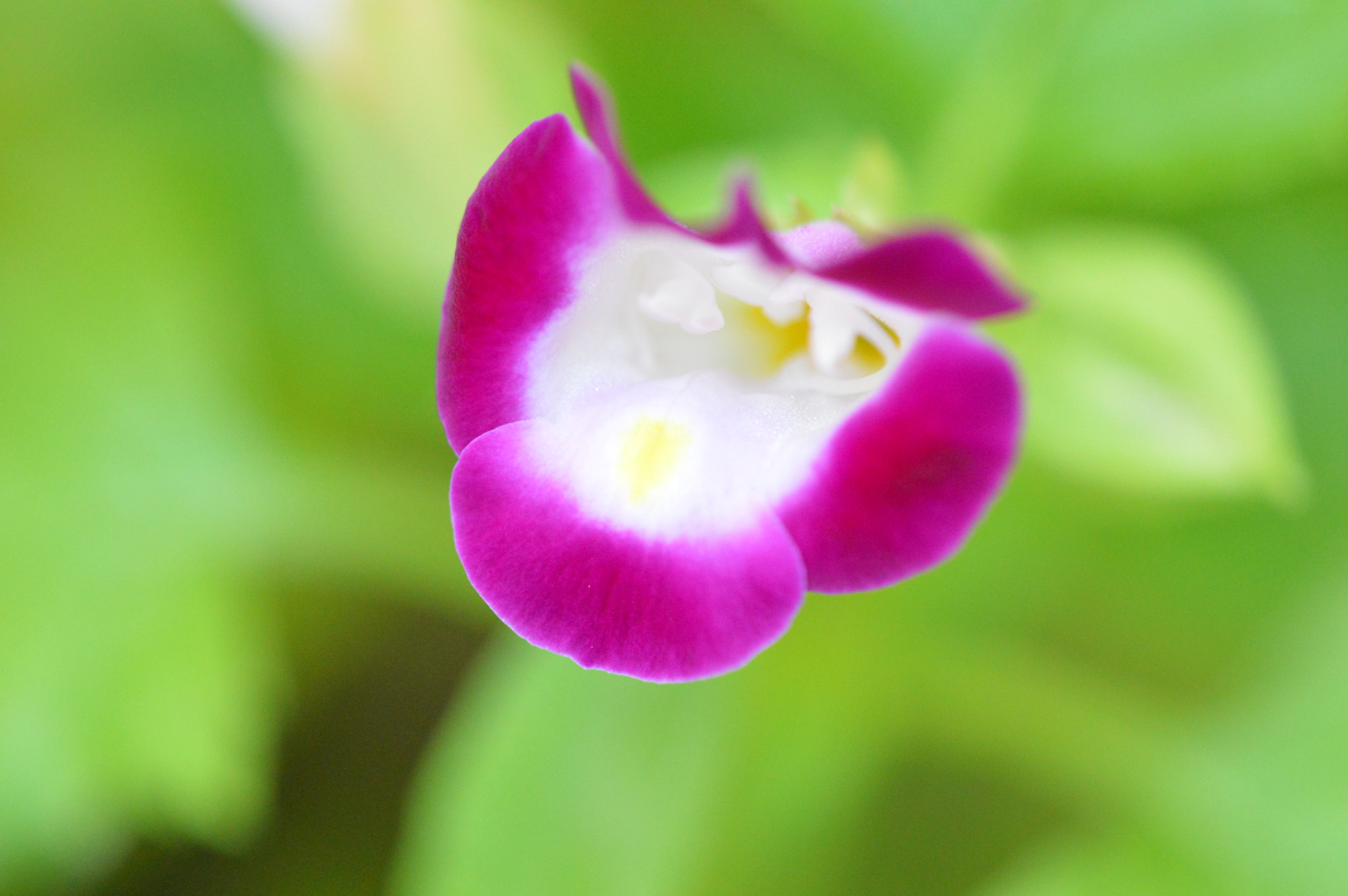 Tamron SP AF 180mm F3.5 Di LD (IF) Macro sample photo. Flowers photography