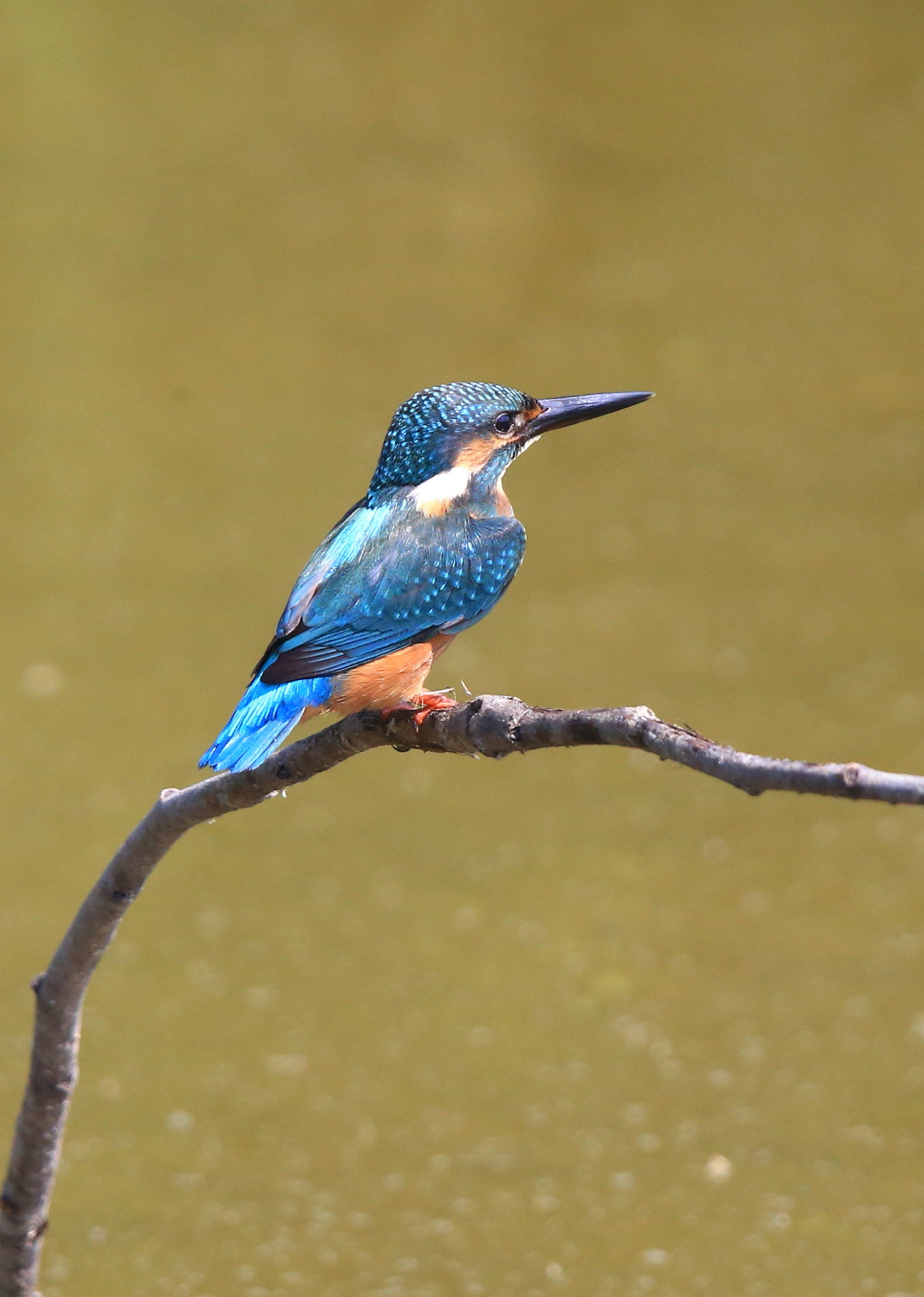 Canon EF 600mm F4L IS II USM sample photo. 283 photography