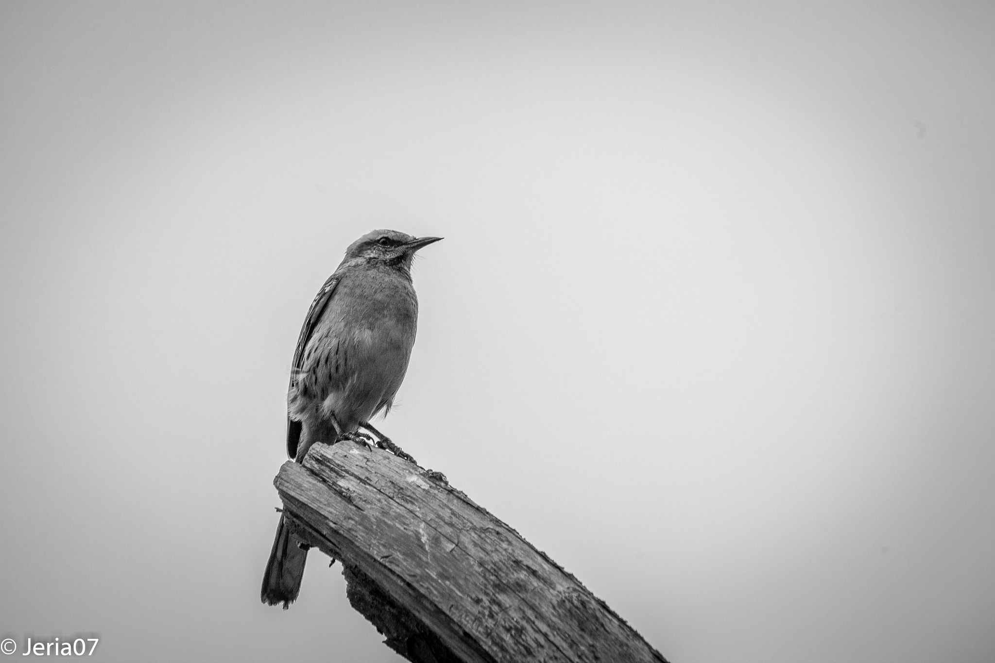 EF75-300mm f/4-5.6 sample photo. The bird photography