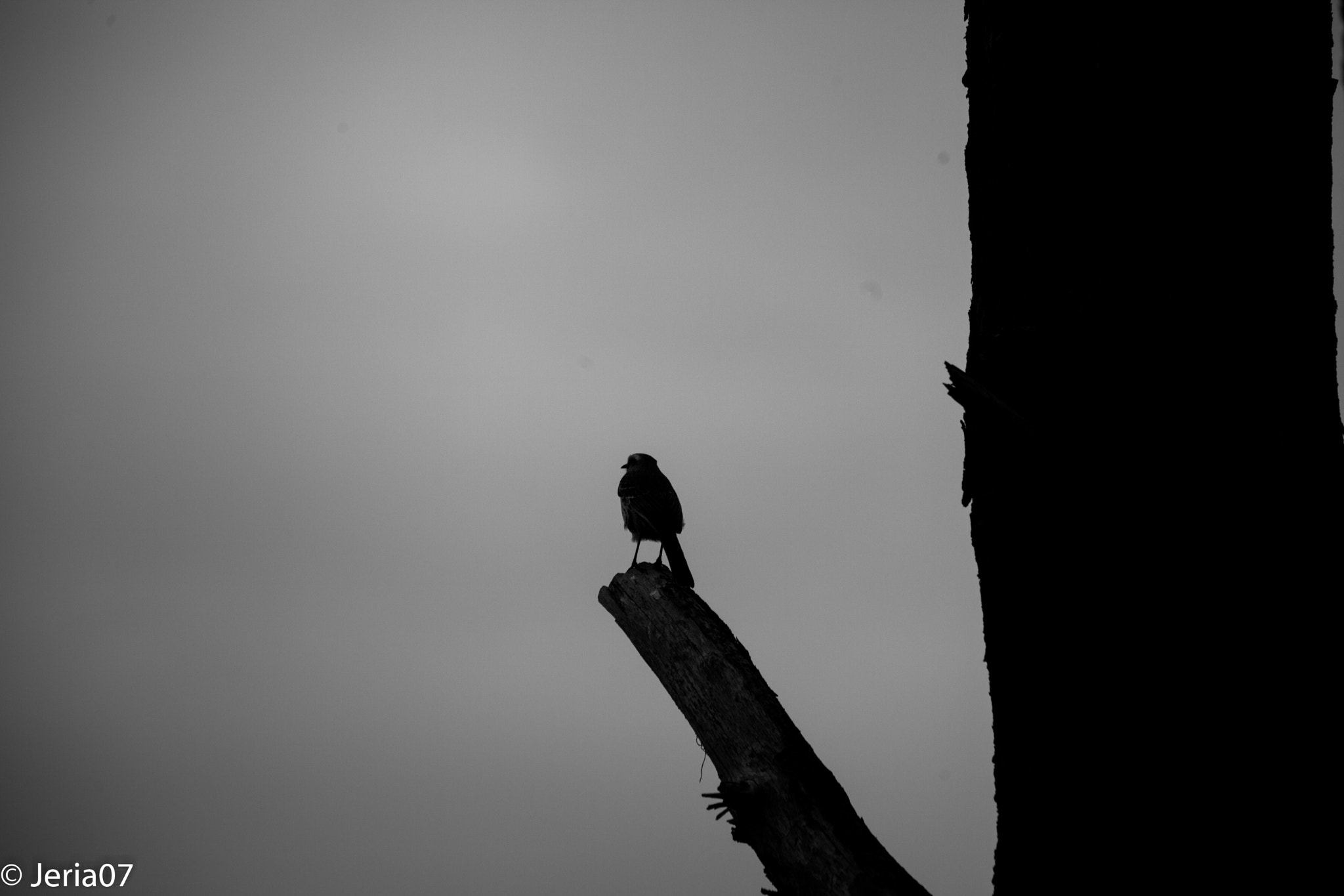 EF75-300mm f/4-5.6 sample photo. Black bird song. photography