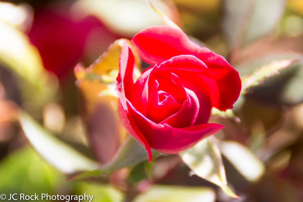 Canon EOS 700D (EOS Rebel T5i / EOS Kiss X7i) sample photo. Img photography