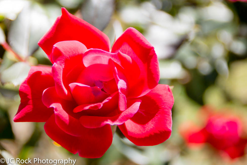Canon EOS 700D (EOS Rebel T5i / EOS Kiss X7i) sample photo. Img photography