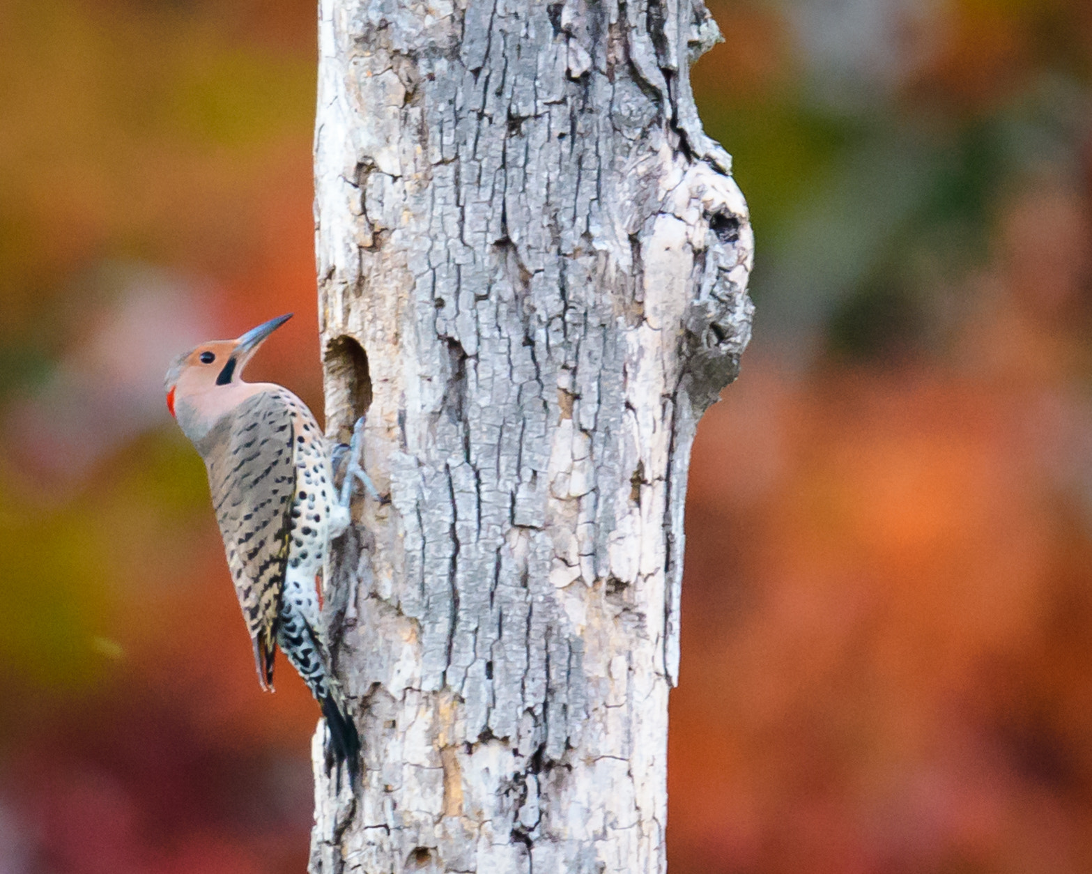 Nikon D500 + Sigma 50mm F2.8 EX DG Macro sample photo. Northern flicker photography