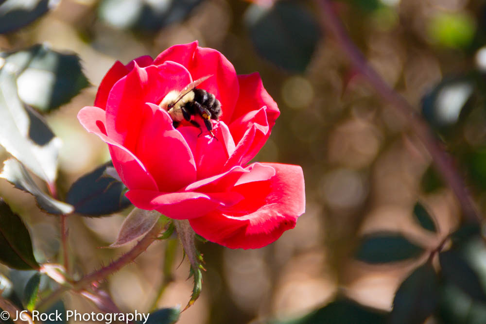 Canon EOS 700D (EOS Rebel T5i / EOS Kiss X7i) sample photo. Img photography