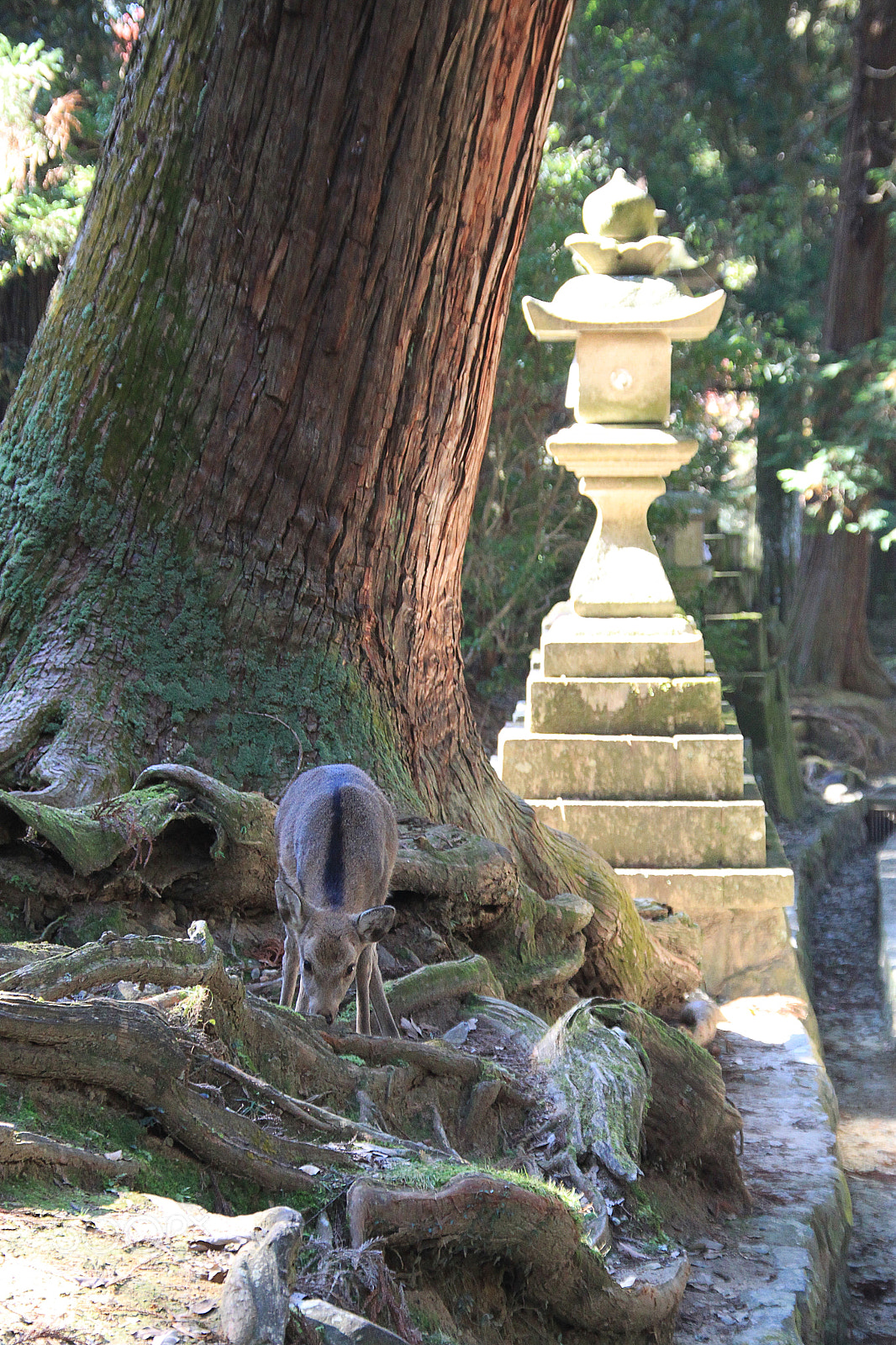 Canon EOS 500D (EOS Rebel T1i / EOS Kiss X3) sample photo. Nara's deer photography