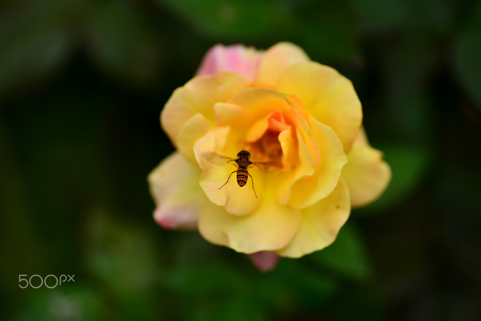 Nikon D600 + Tamron SP 90mm F2.8 Di VC USD 1:1 Macro sample photo. He is doing a hovering photography