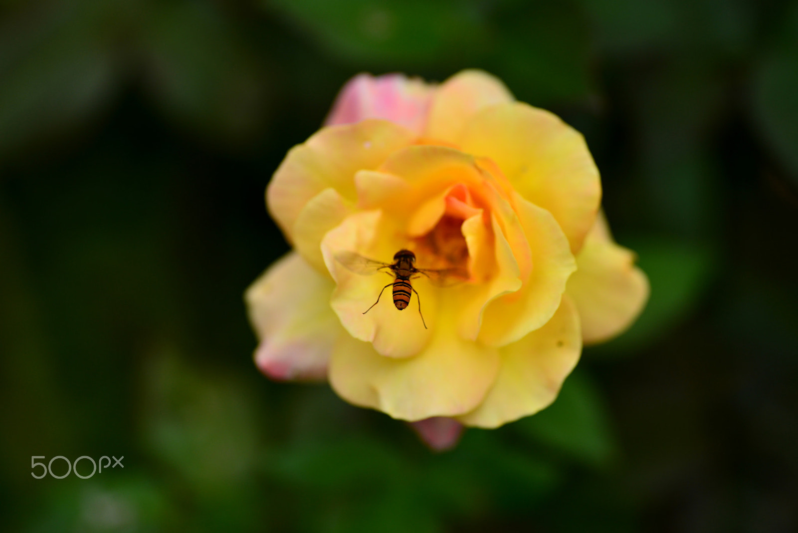 Nikon D600 sample photo. He is doing a hovering photography