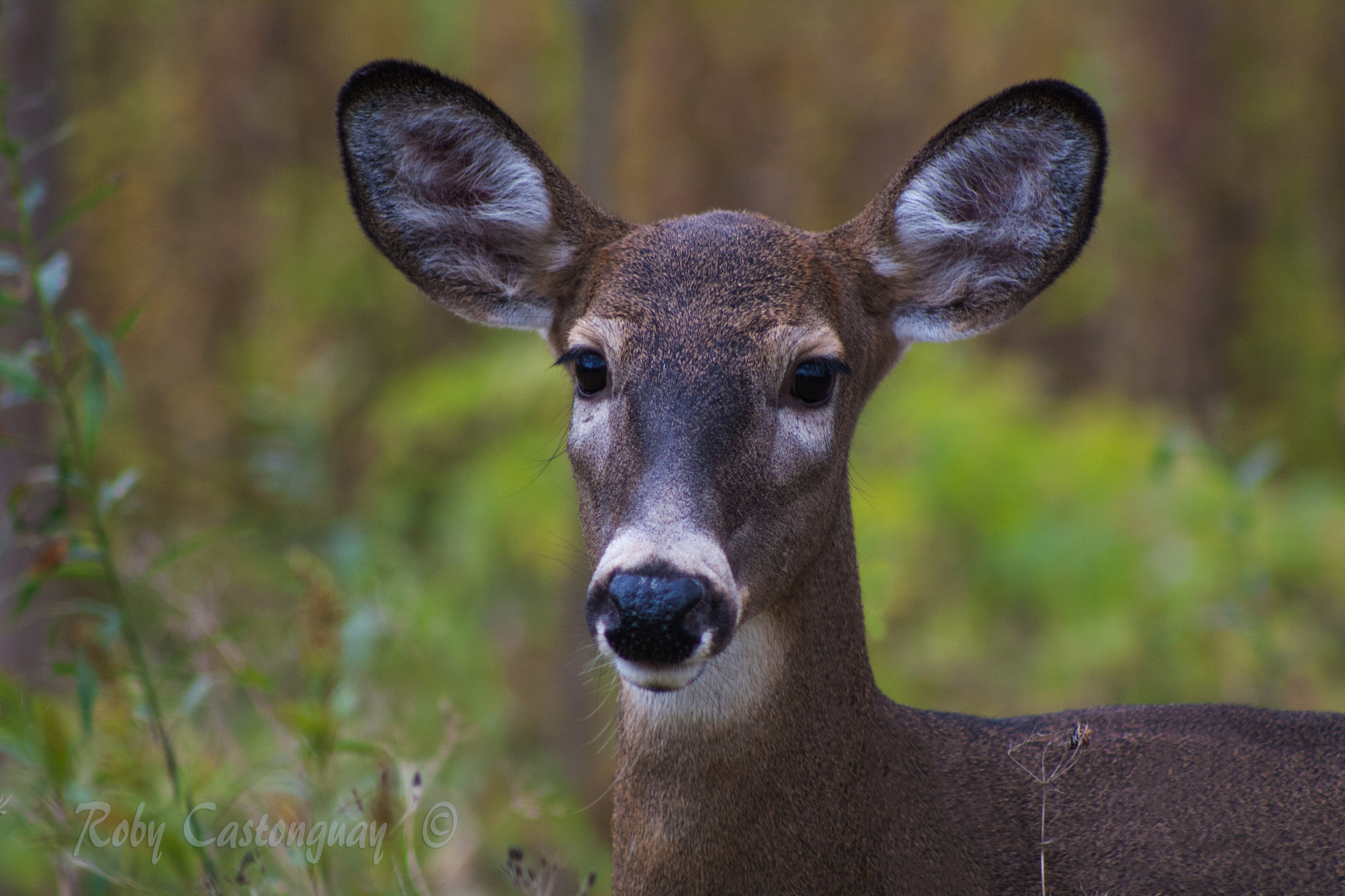Canon EF 75-300mm f/4-5.6 USM sample photo. Deer photography