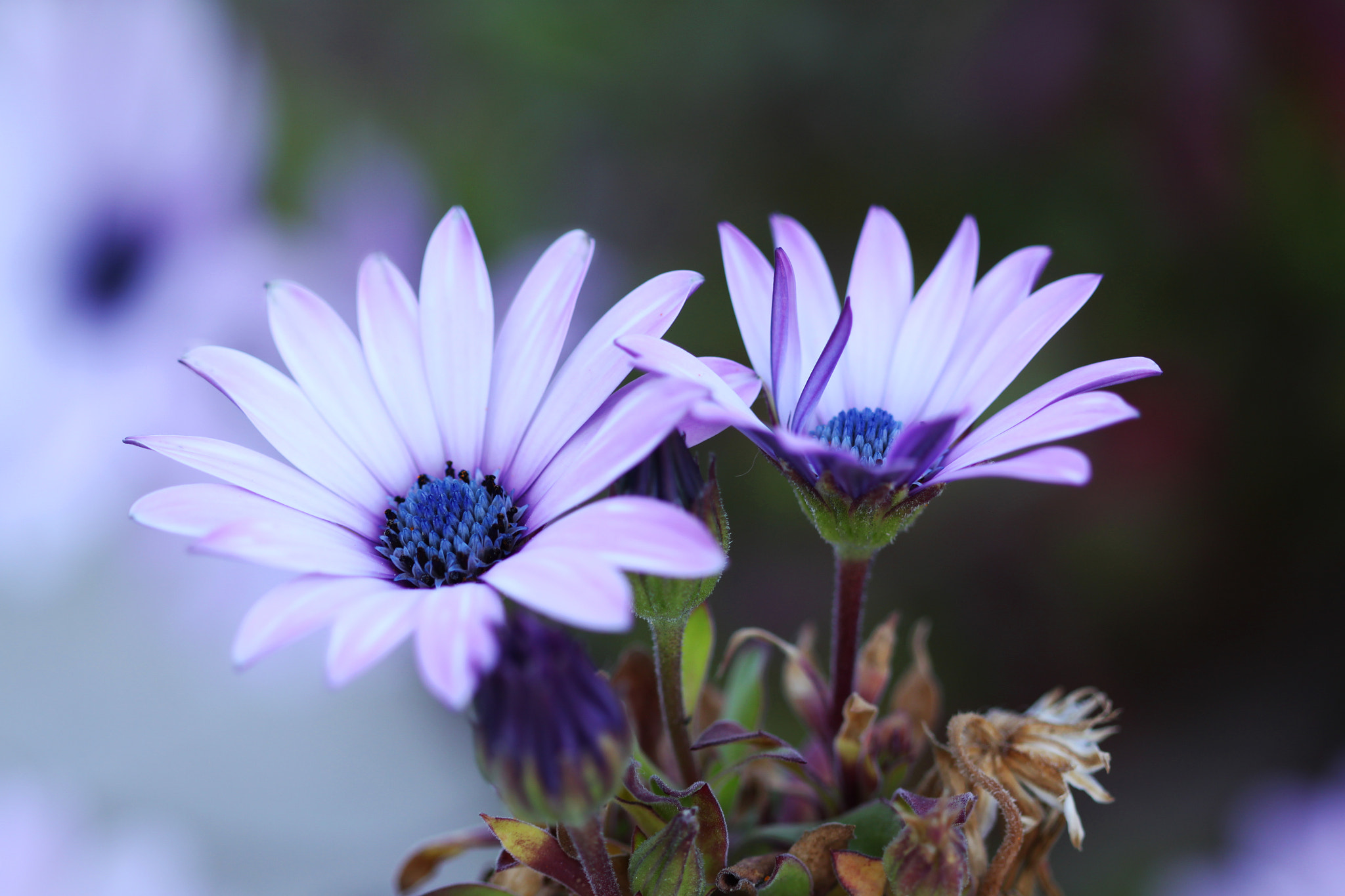 Canon EF 100mm F2.8 Macro USM sample photo. Round keyboards photography