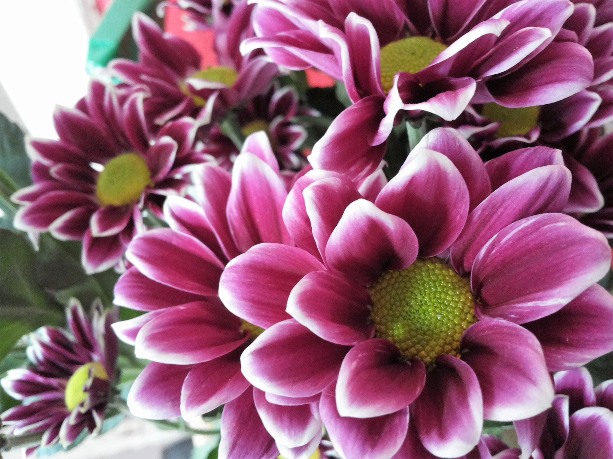Samsung Galaxy S2 Plus sample photo. Late summer flowers photography