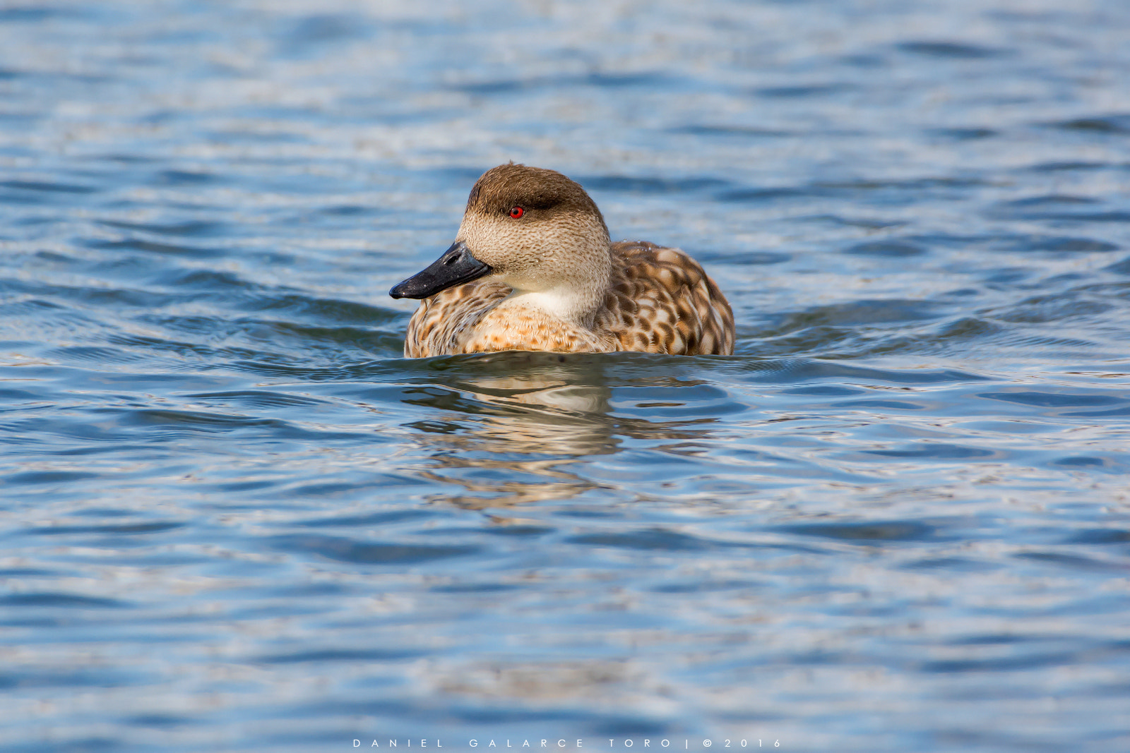 Sigma 50-500mm F4.5-6.3 DG OS HSM sample photo. Pato juarjual - andean crested duck photography