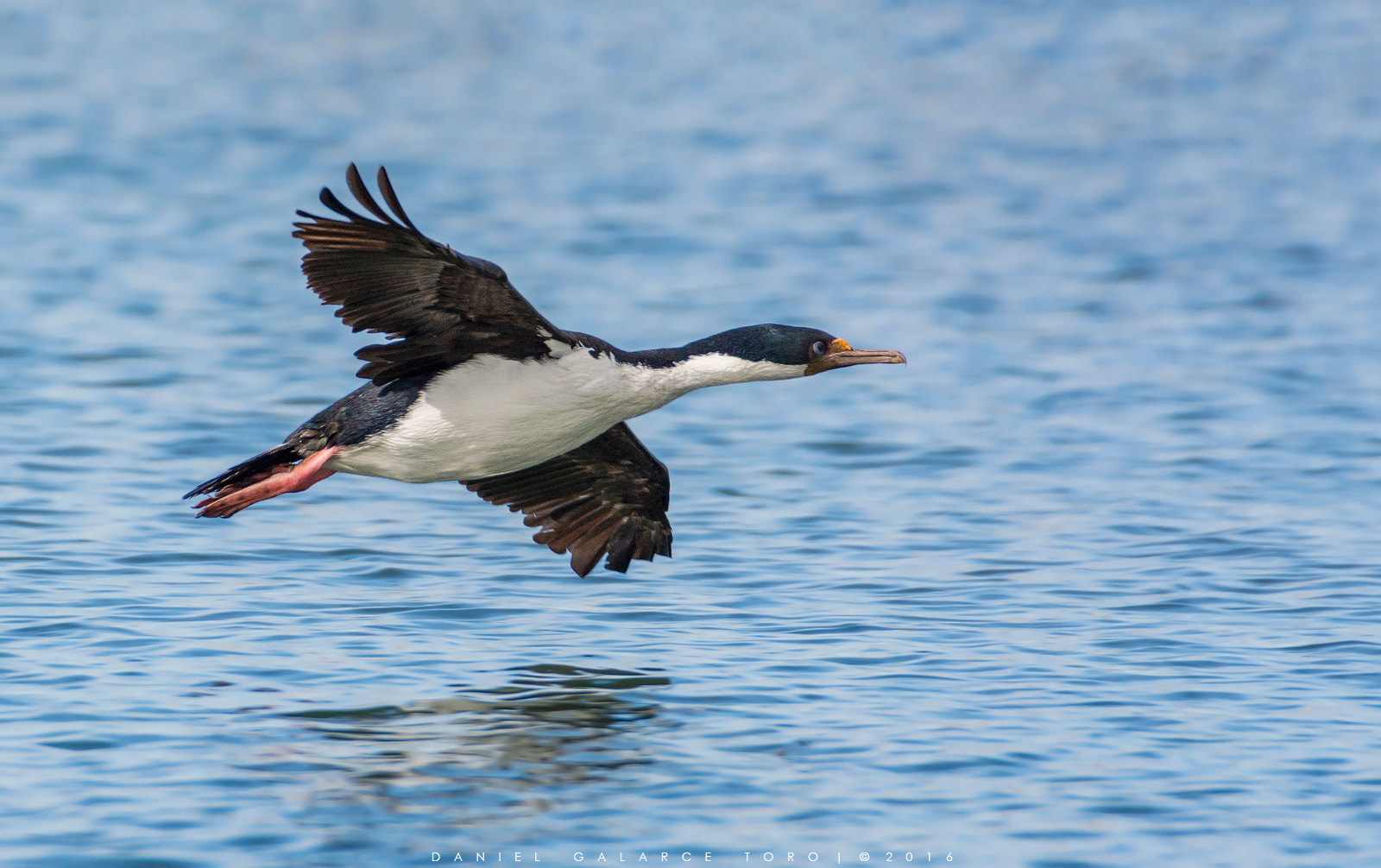 Nikon D7100 sample photo. Cormoran imperial - imperial shag photography