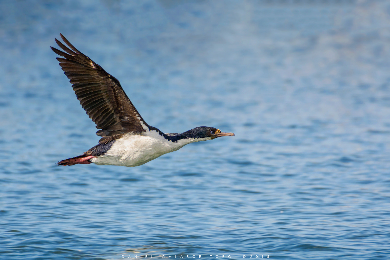 Nikon D7100 sample photo. Cormoran imperial - imperial shag photography