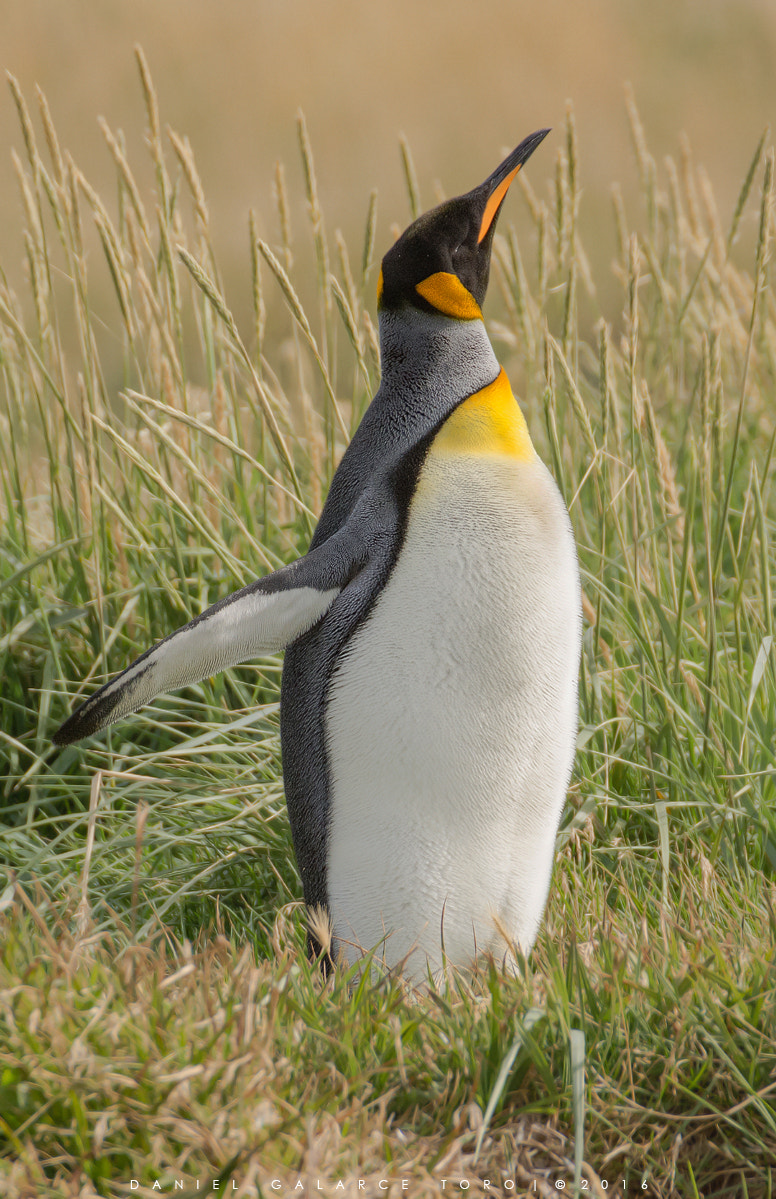 Nikon D7100 sample photo. Pinguino rey - king penguin photography