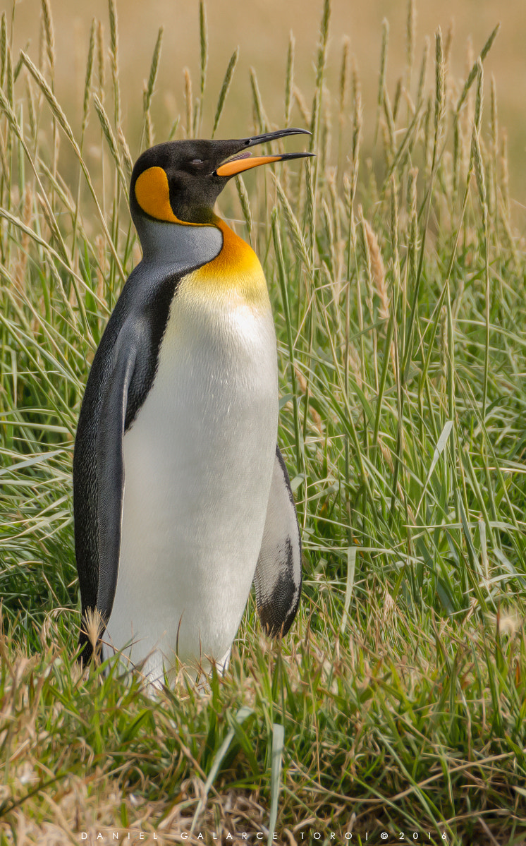 Sigma 50-500mm F4.5-6.3 DG OS HSM sample photo. Pinguino rey - king penguin photography