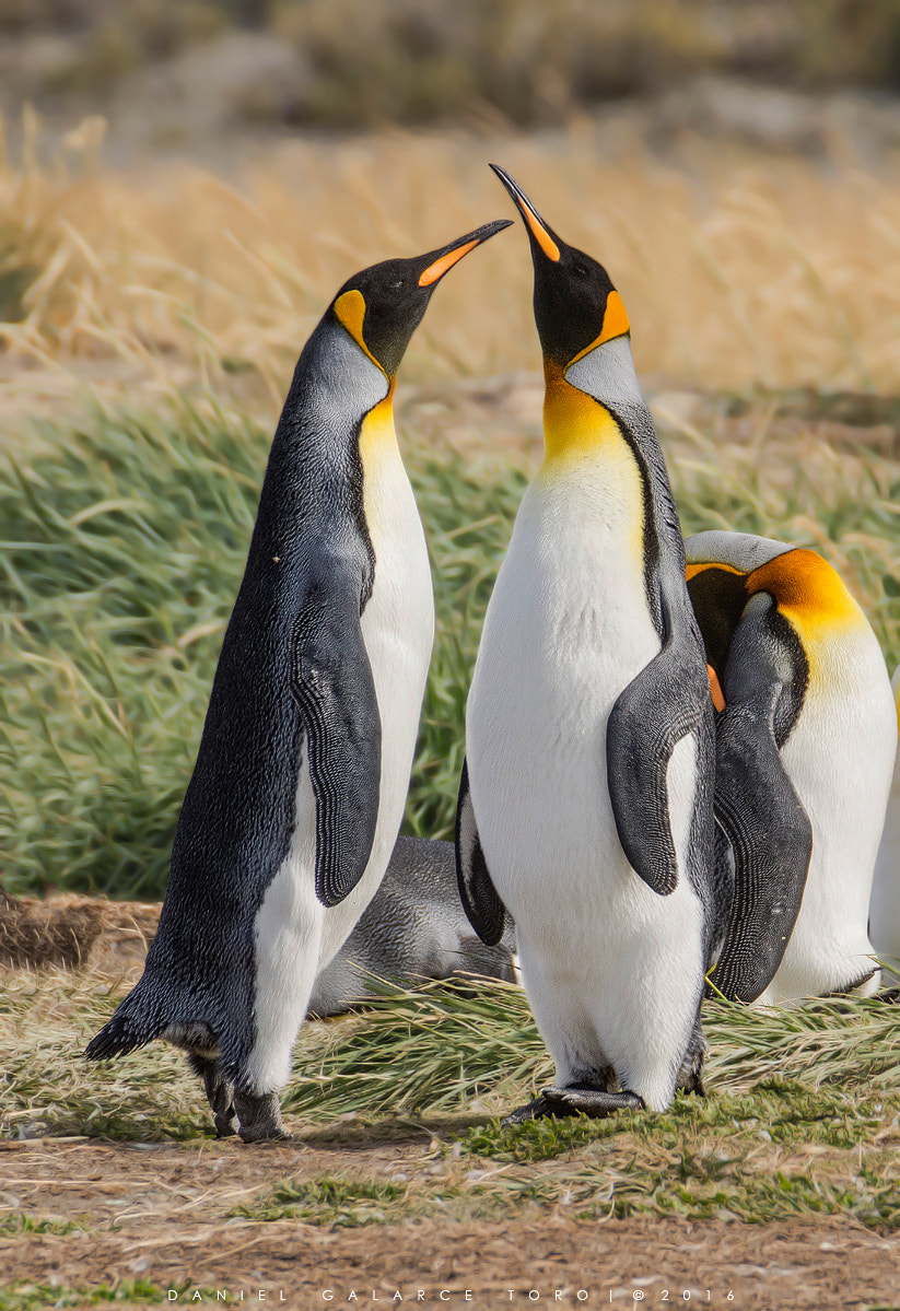 Sigma 50-500mm F4.5-6.3 DG OS HSM sample photo. Pinguino rey - king penguin photography