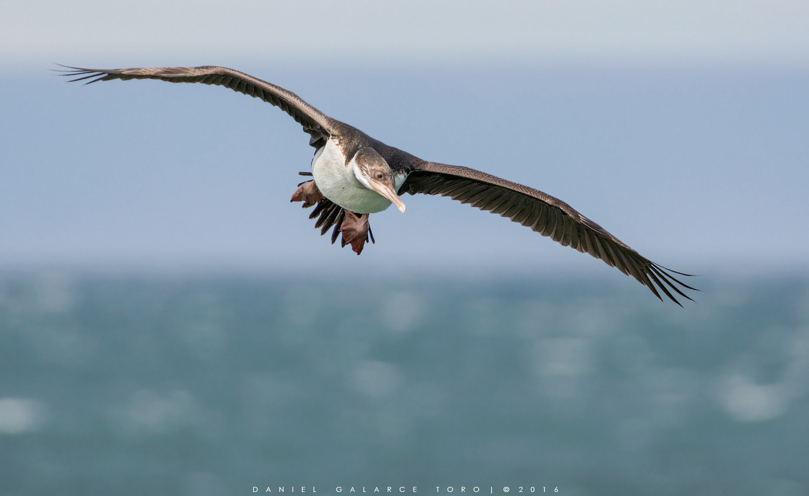 Nikon D7100 + Sigma 50-500mm F4.5-6.3 DG OS HSM sample photo. Cormoran imperial - imperial shag photography