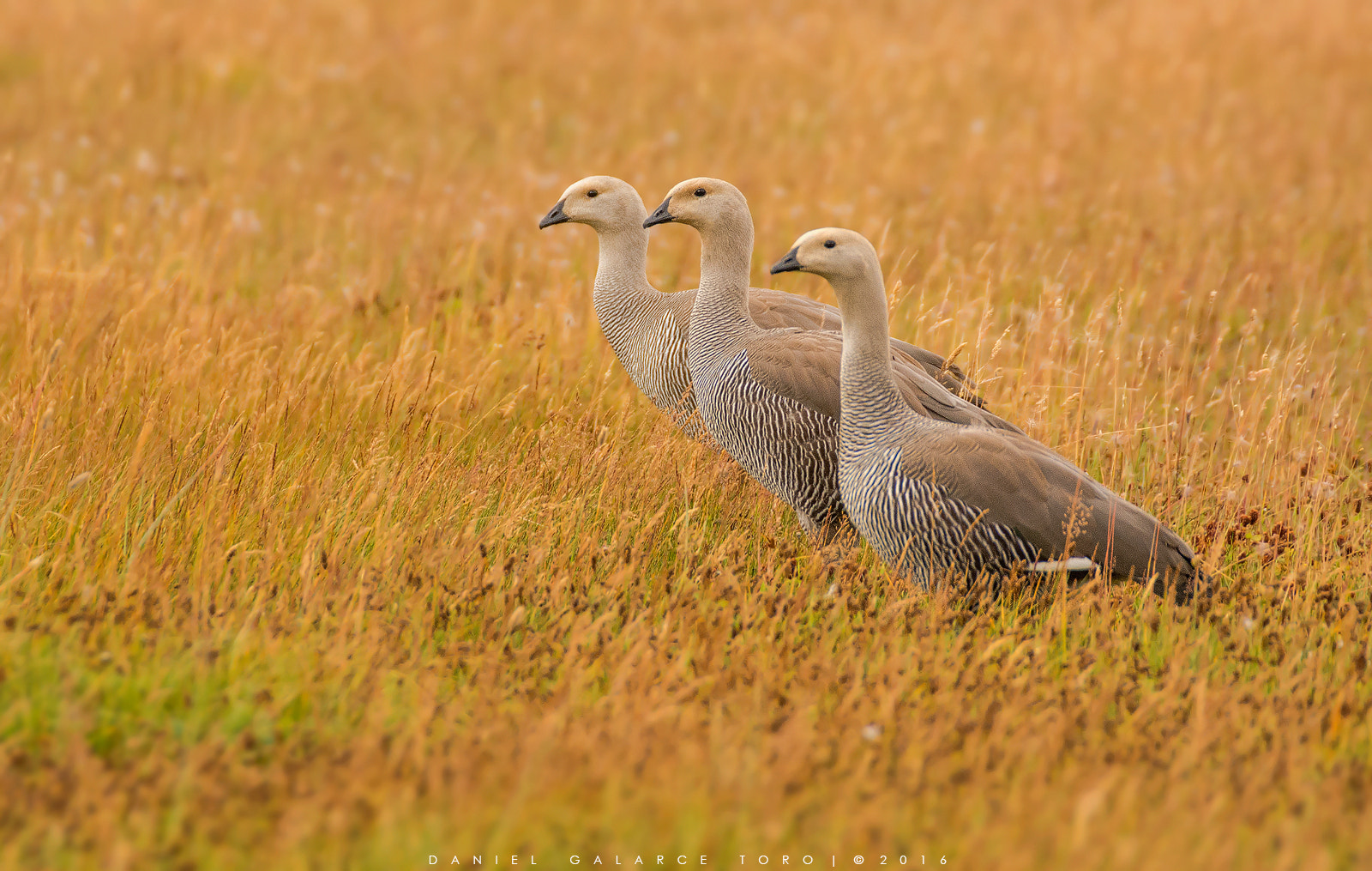 Nikon D7100 sample photo. Caiquen - upland goose photography