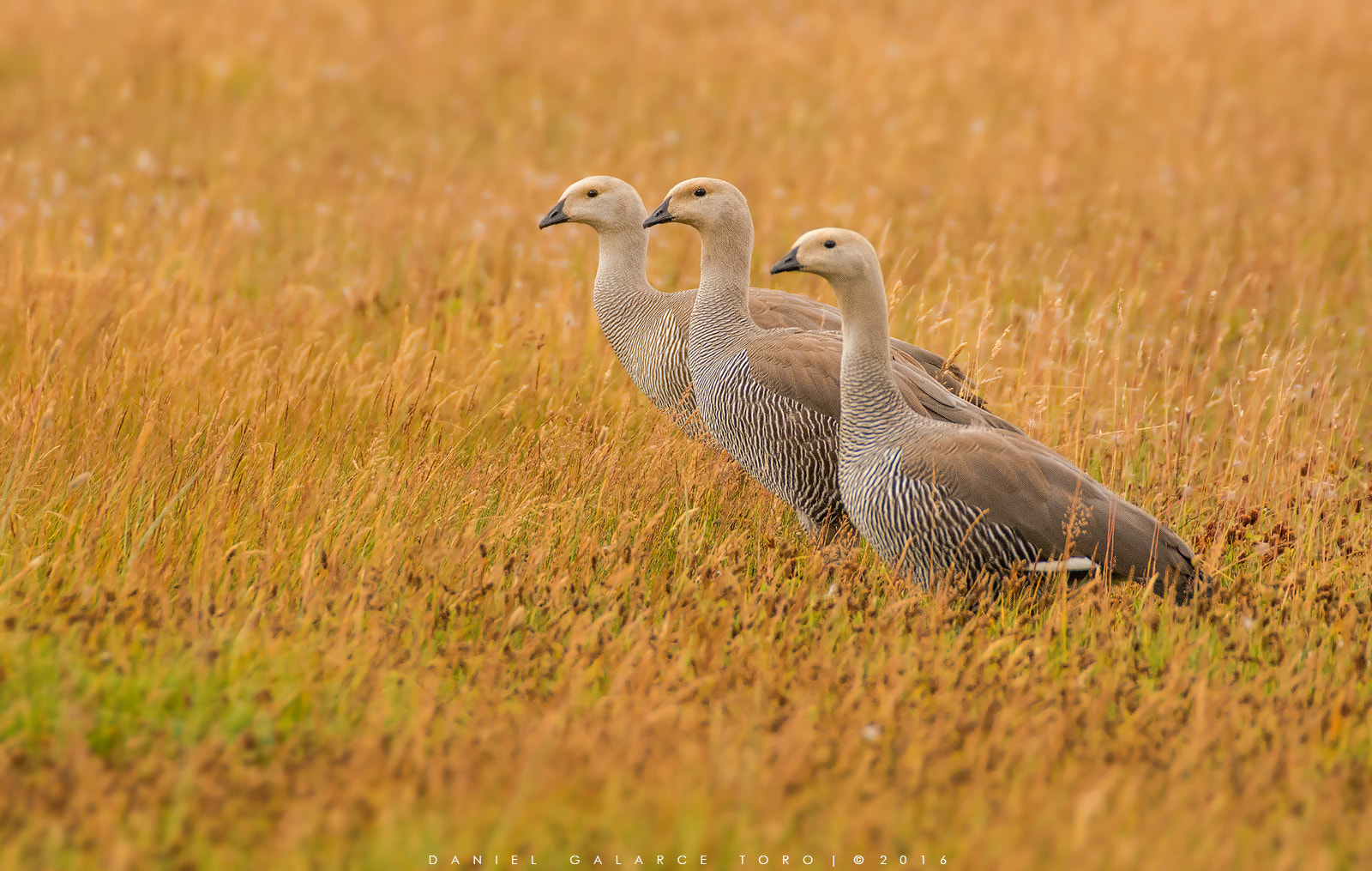 Nikon D7100 + Sigma 50-500mm F4.5-6.3 DG OS HSM sample photo. Caiquen - upland goose photography