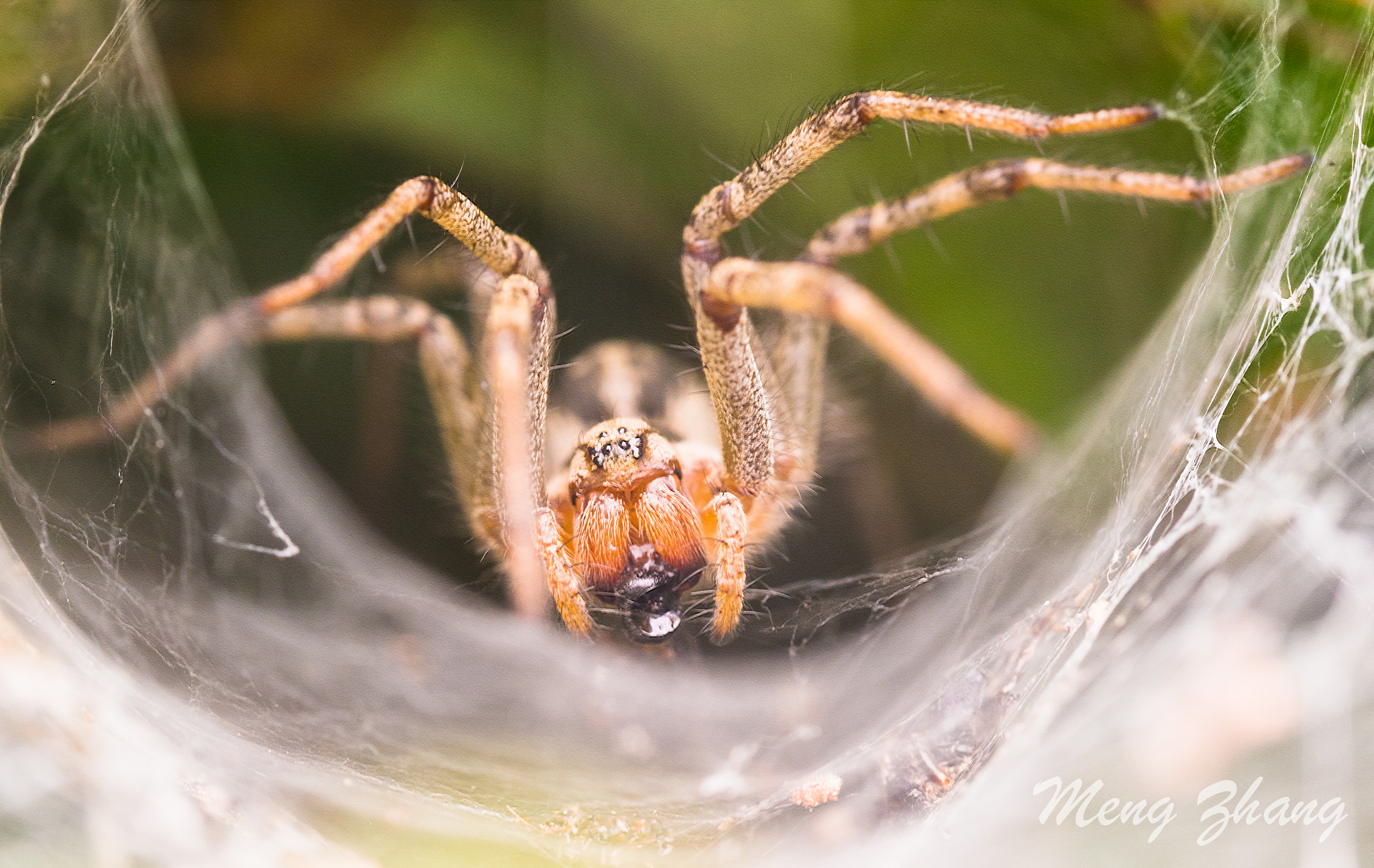 Olympus OM-D E-M10 sample photo. A spider in my garden photography