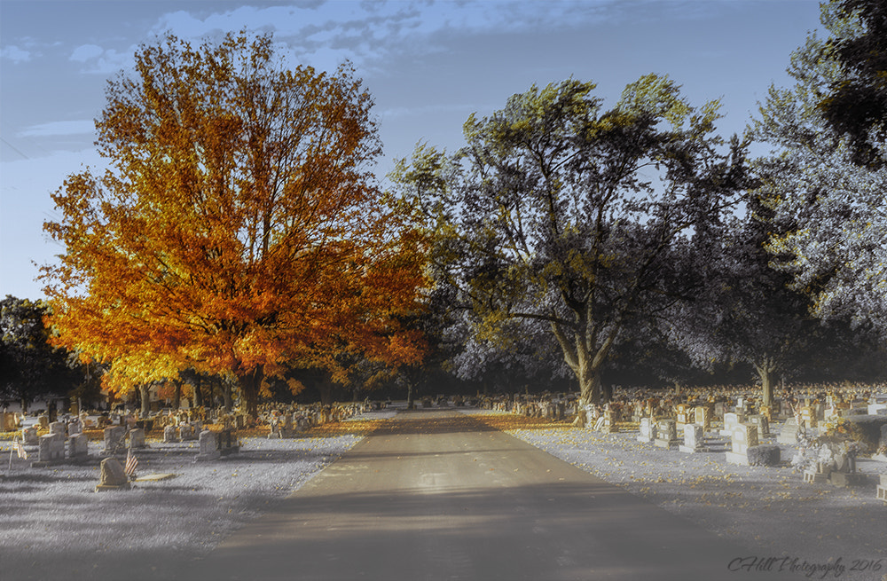 Sigma 18-250mm F3.5-6.3 DC OS HSM sample photo. Fall tree at the cemetery photography