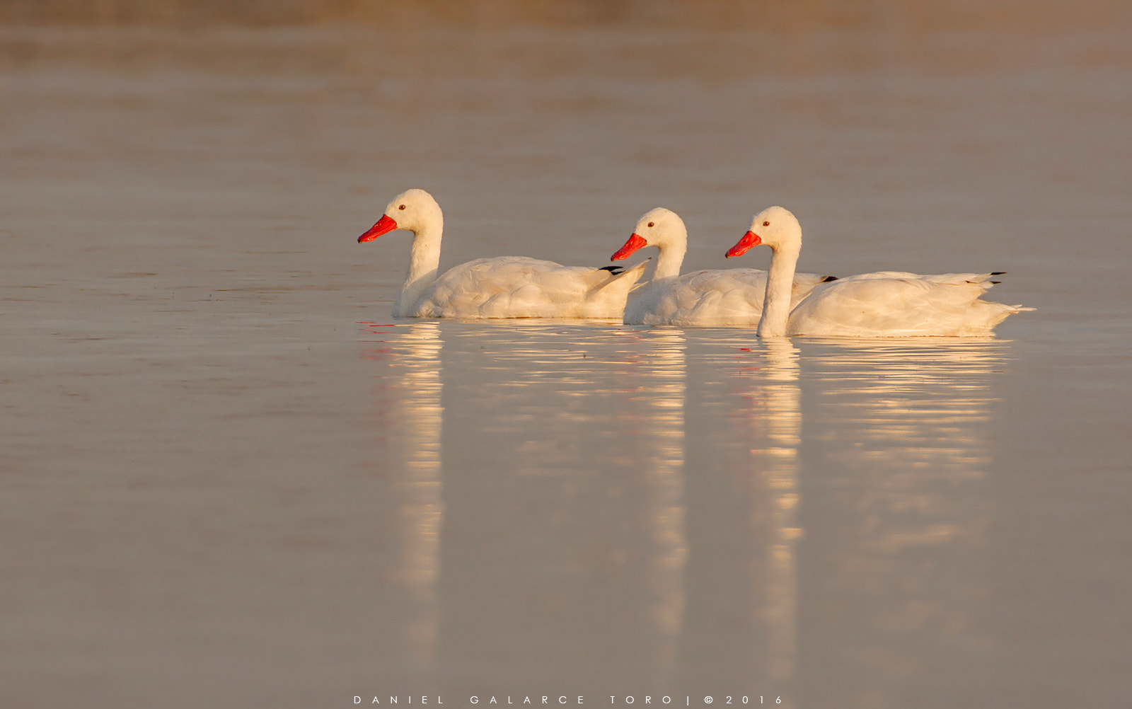 Sigma 50-500mm F4.5-6.3 DG OS HSM sample photo. Cisne coscoroba - coscoroba swan photography