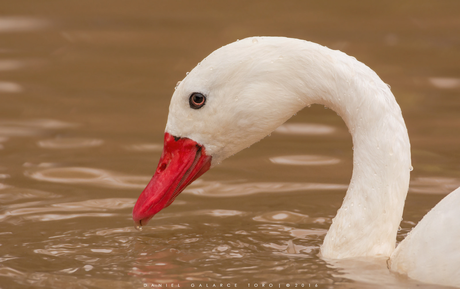 Nikon D7100 sample photo. Cisne coscoroba - coscoroba swan photography