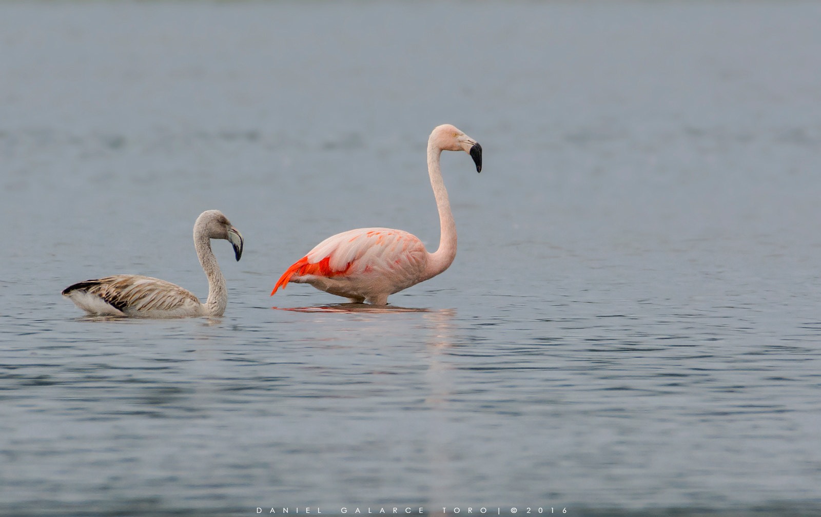 Nikon D7100 + Sigma 50-500mm F4.5-6.3 DG OS HSM sample photo. Flamenco chileno - chilean flamingo photography