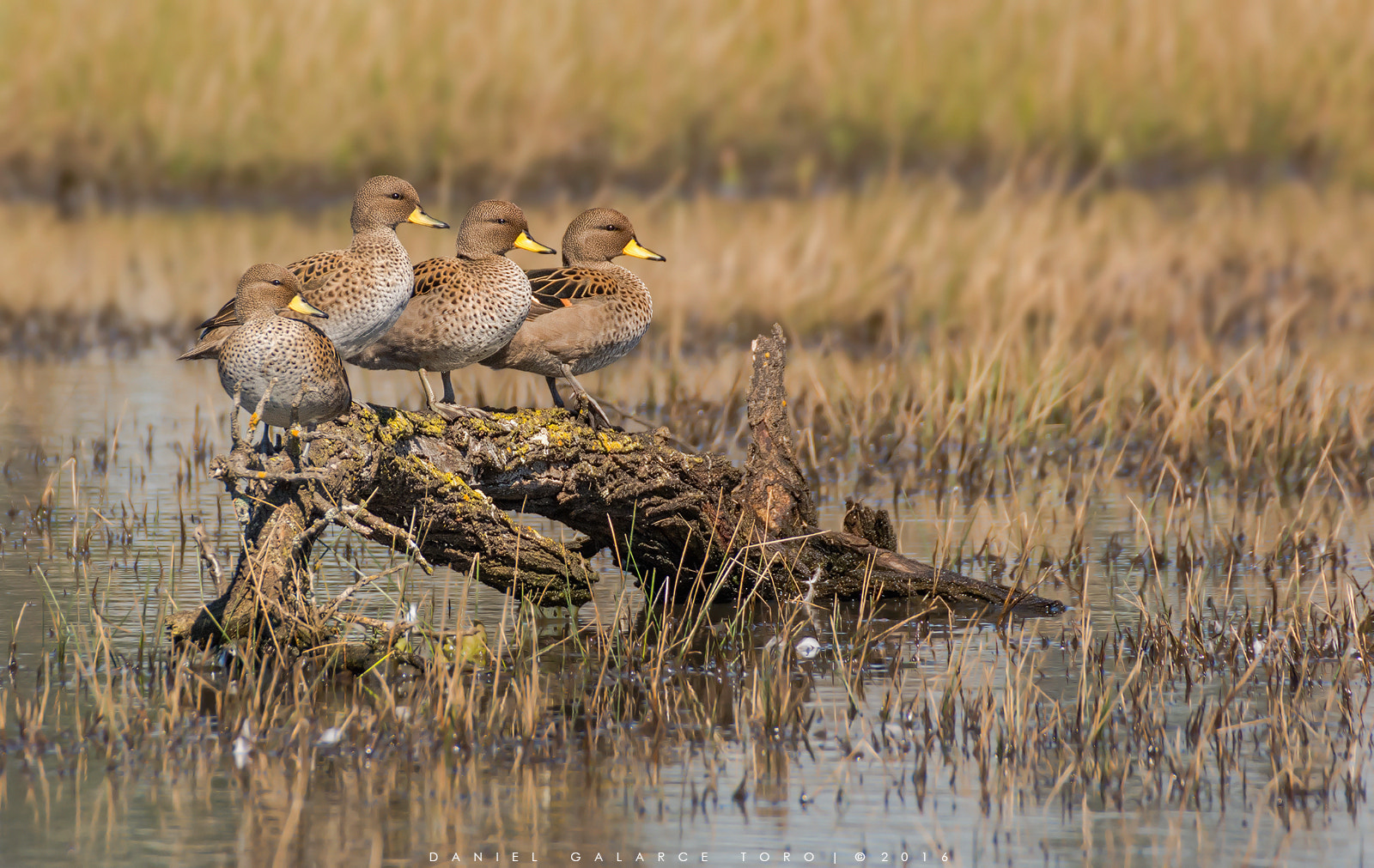 Nikon D7100 + Sigma 50-500mm F4.5-6.3 DG OS HSM sample photo. Pato jergon chico - yellow-billed teal photography