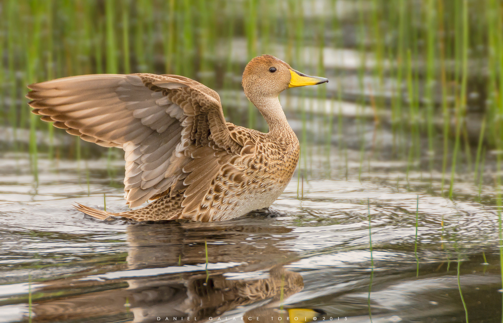 Sigma 50-500mm F4.5-6.3 DG OS HSM sample photo. Paton jergon grande - yellow-billed pintail photography