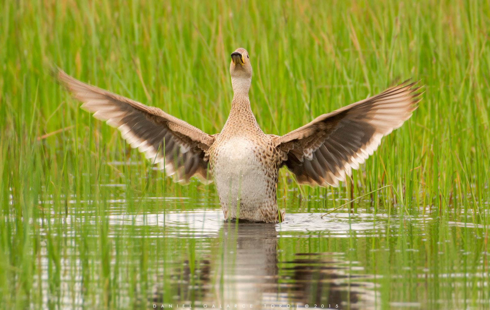 Nikon D7100 + Sigma 50-500mm F4.5-6.3 DG OS HSM sample photo. Paton jergon grande - yellow-billed pintail photography