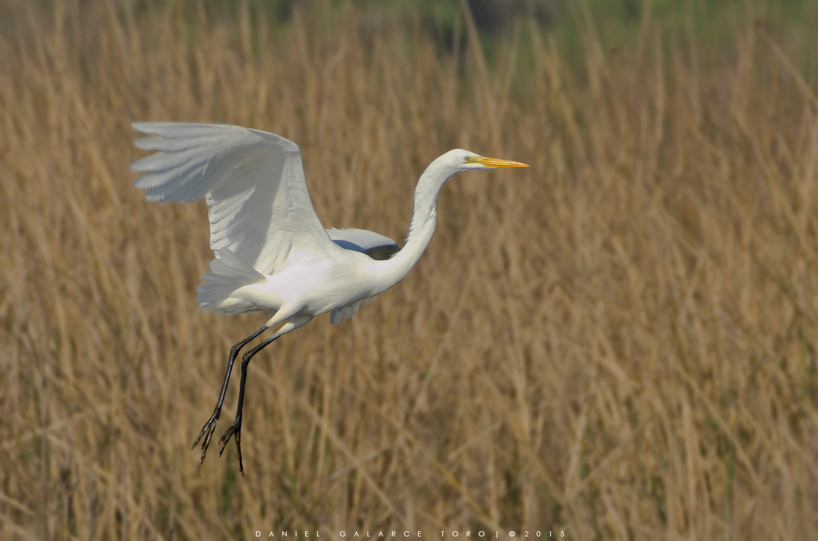 Nikon D5100 + Sigma 50-500mm F4.5-6.3 DG OS HSM sample photo. Garza grande - great egret photography