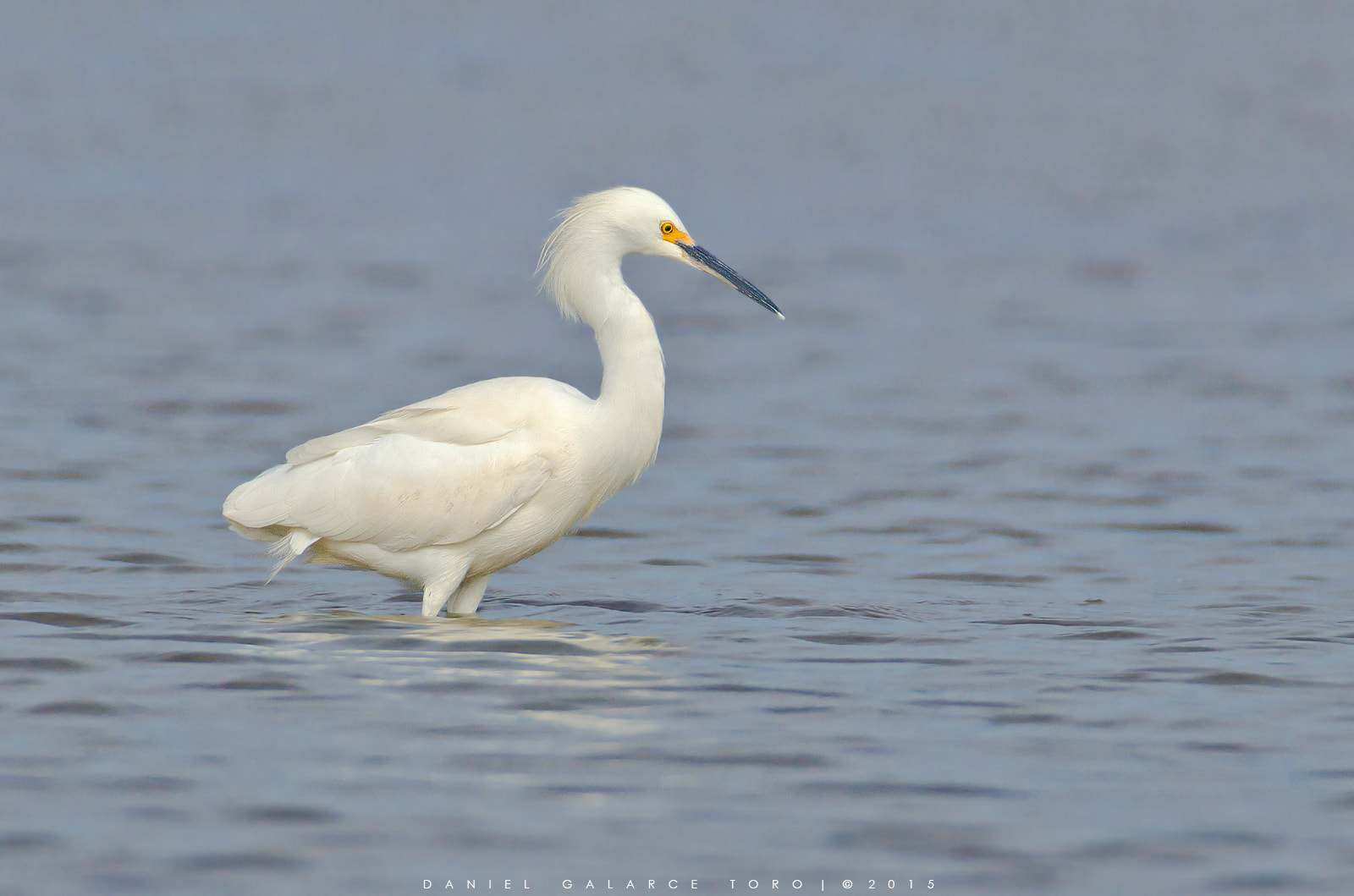 Nikon D5100 + Sigma 50-500mm F4.5-6.3 DG OS HSM sample photo. Garza chica - snowy egret photography