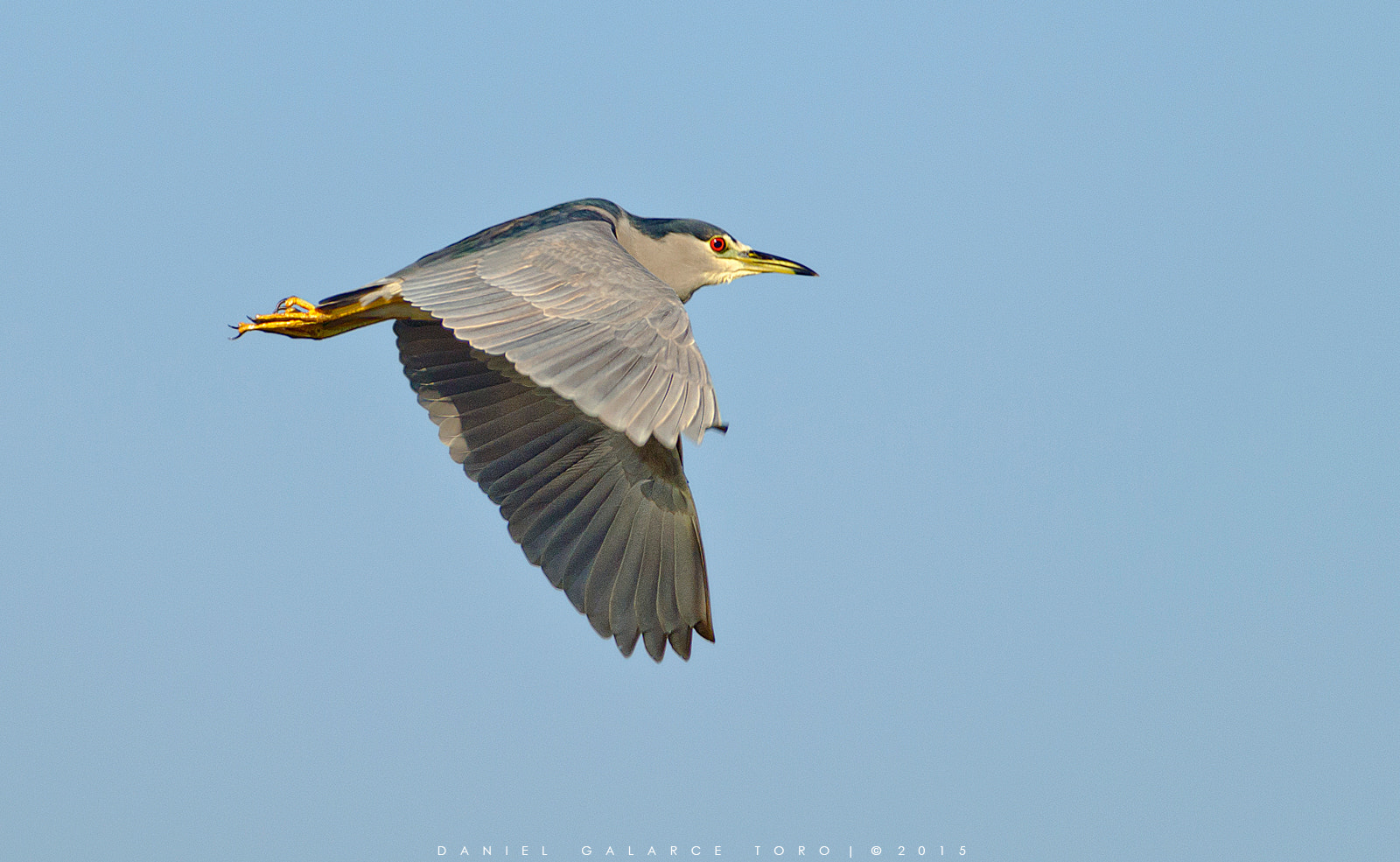 Sigma 50-500mm F4.5-6.3 DG OS HSM sample photo. Huairavo - black-crowned night heron photography