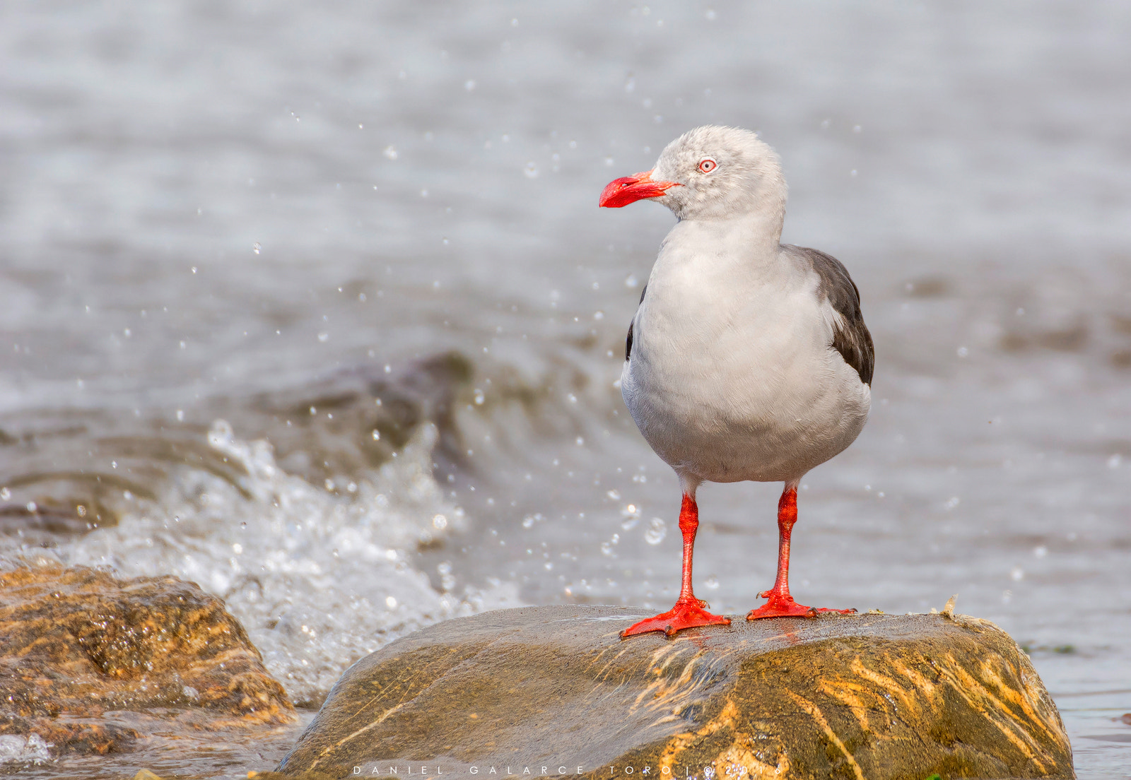 Nikon D7100 sample photo. Gaviota austral - dolphin gull photography